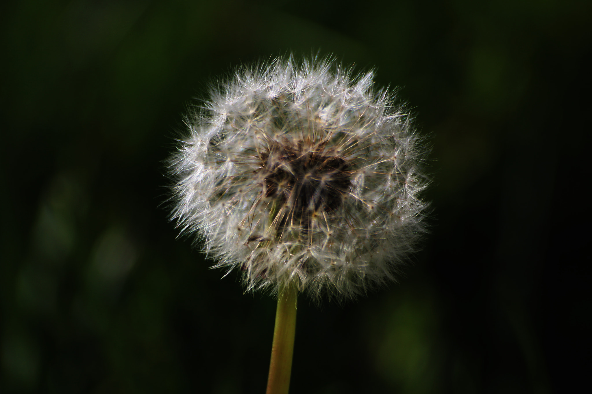 Canon EOS 1200D (EOS Rebel T5 / EOS Kiss X70 / EOS Hi) sample photo. Dandelion  photography