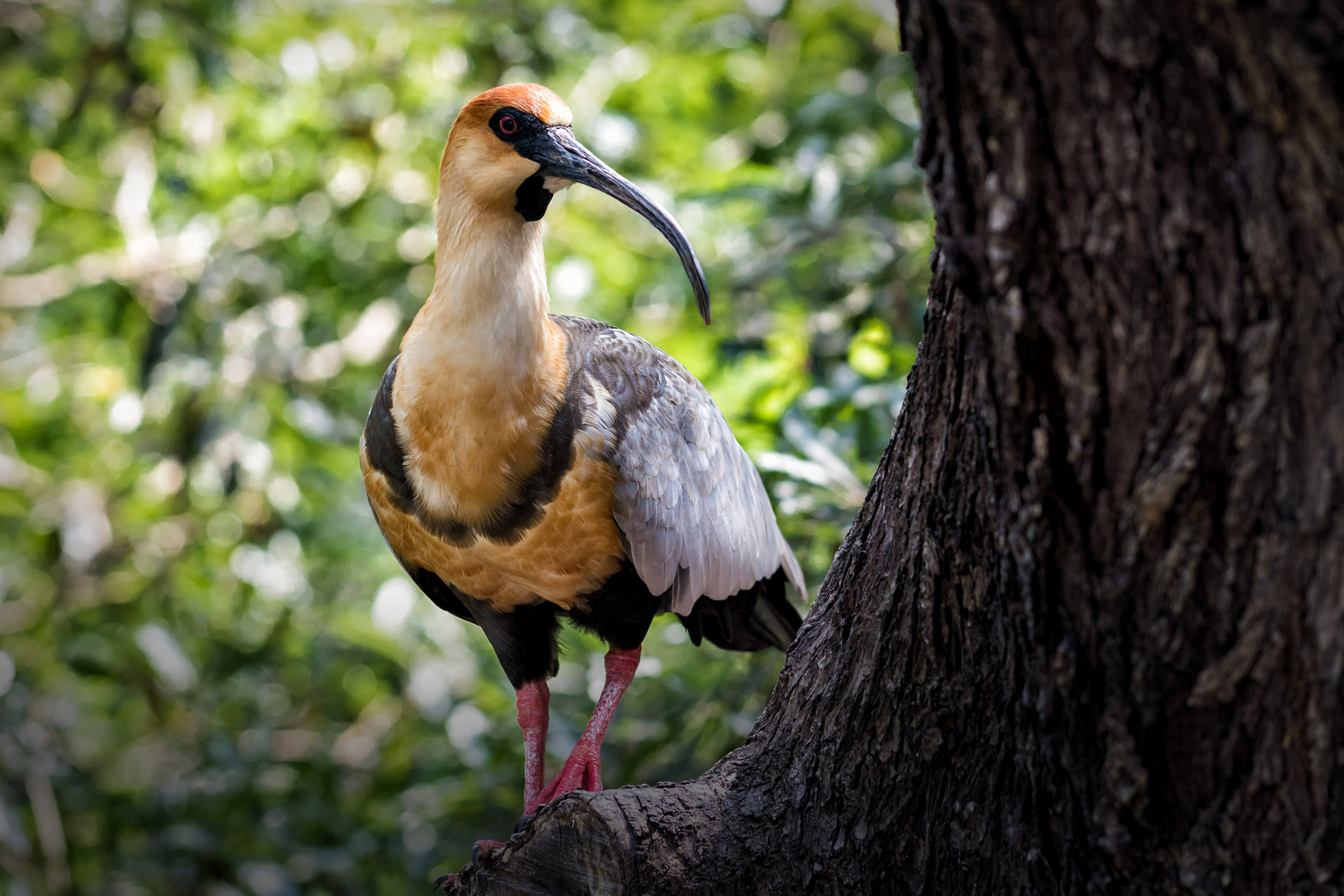 Nikon AF-S Nikkor 70-200mm F4G ED VR sample photo. Longnose photography