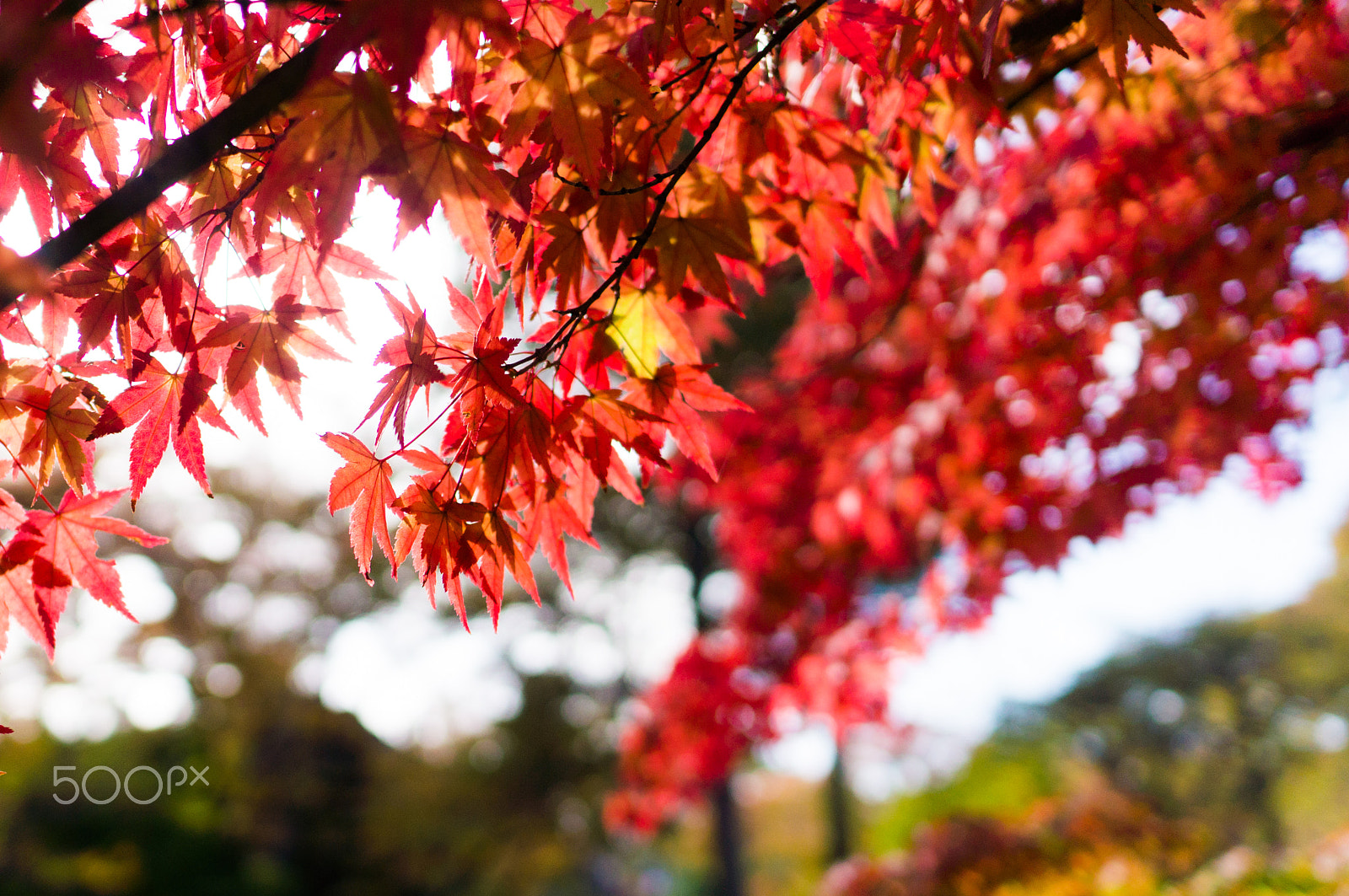 Sony Alpha NEX-5N + Sony Sonnar T* E 24mm F1.8 ZA sample photo. Maple photography