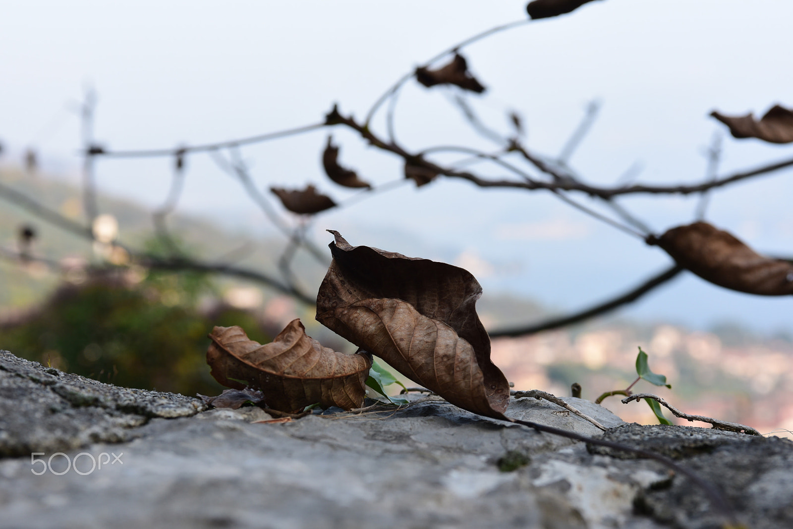 Nikon AF-S Nikkor 28-70mm F2.8 ED-IF sample photo. Autumn1 photography