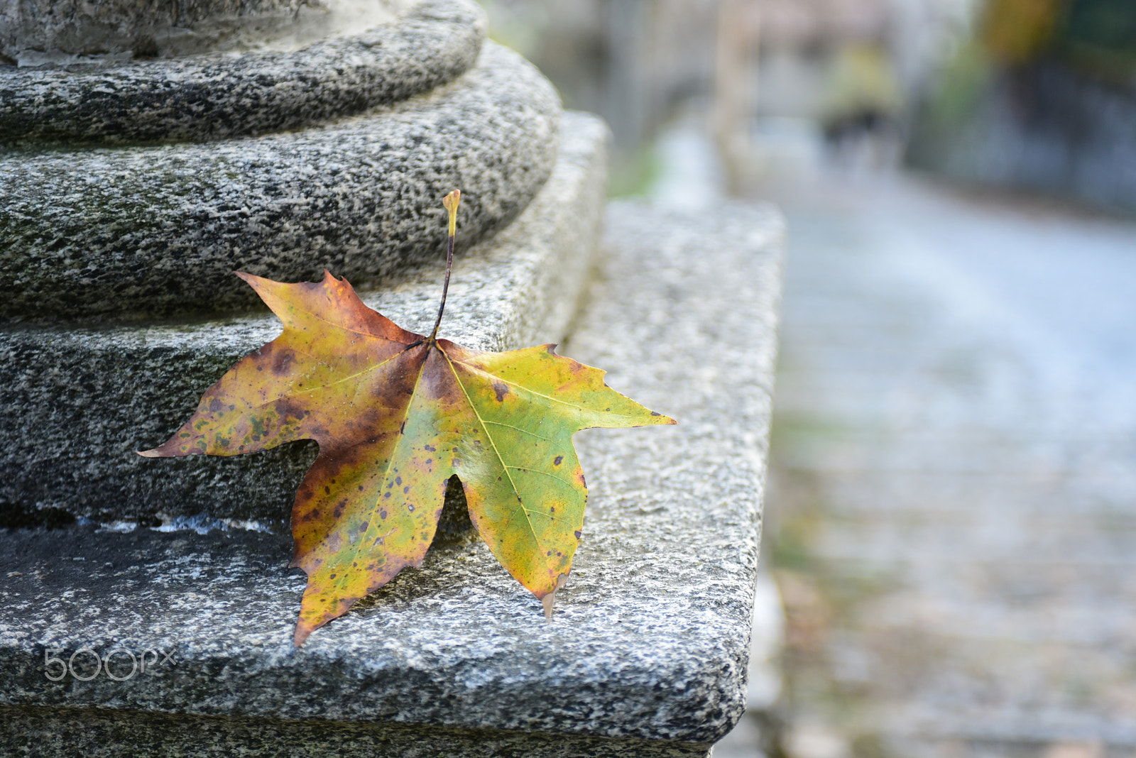 Nikon AF-S Nikkor 28-70mm F2.8 ED-IF sample photo. Autumn2 photography