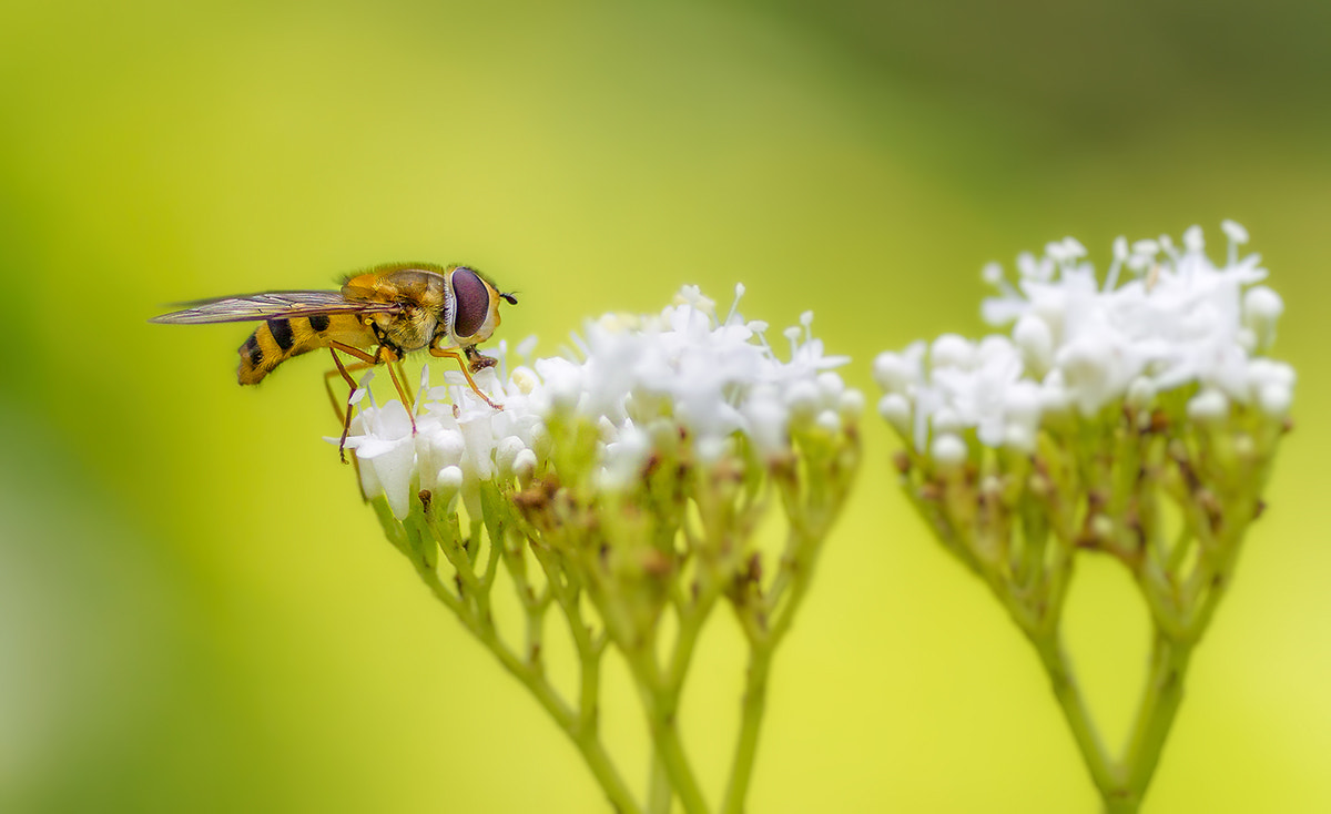 Canon EOS 7D sample photo. Simosyrphus grandicornis (hoverfly) photography