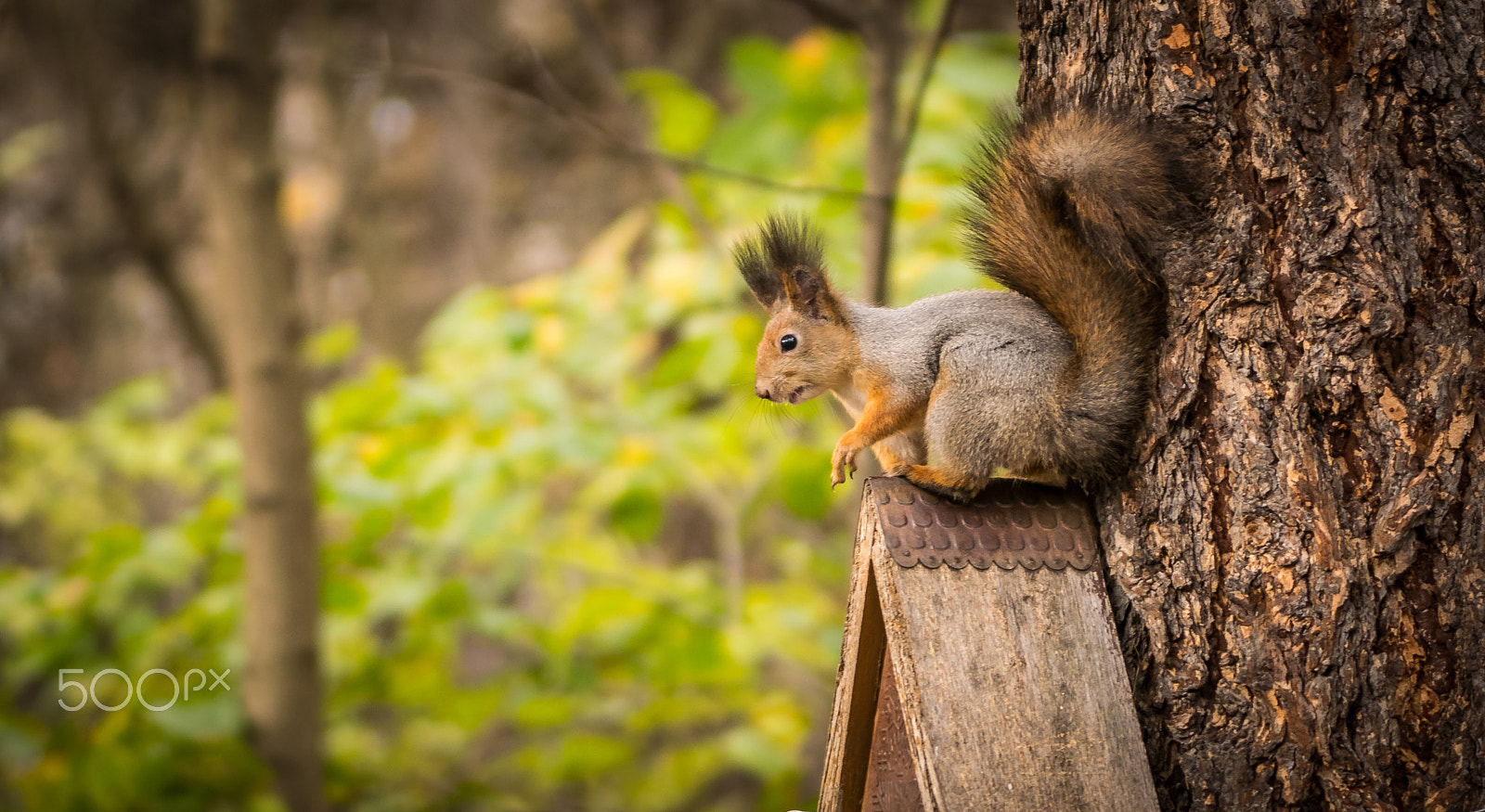 Nikon D5300 + Sigma 70-200mm F2.8 EX DG OS HSM sample photo. Scared squirel on the birds house photography