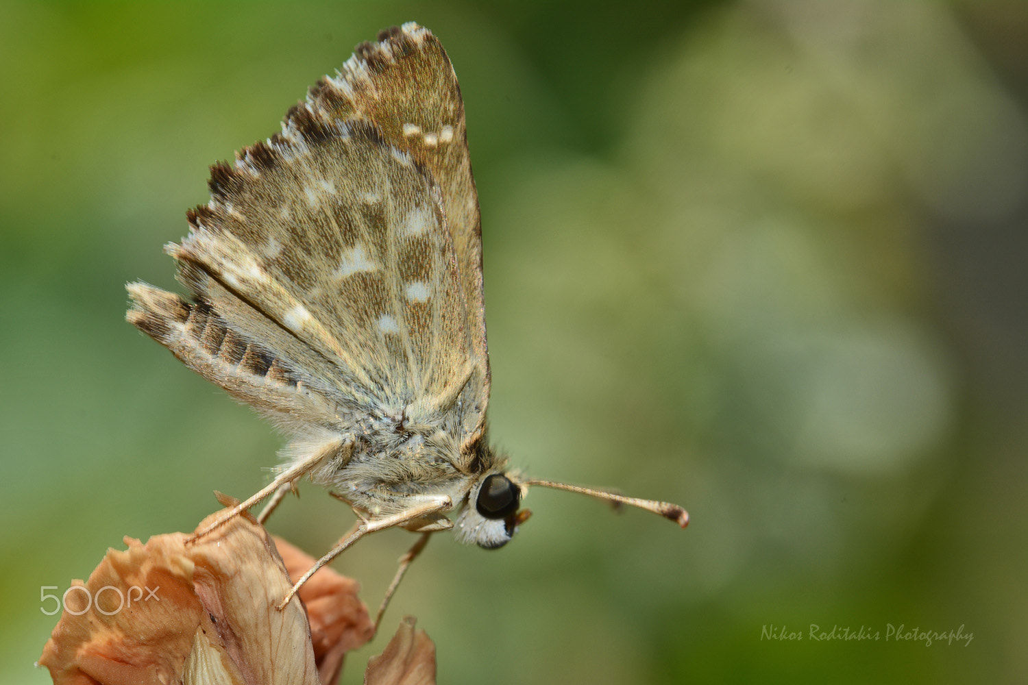 Nikon D5200 + Nikkor 500mm f/4 P ED IF sample photo. Mallow skipper photography