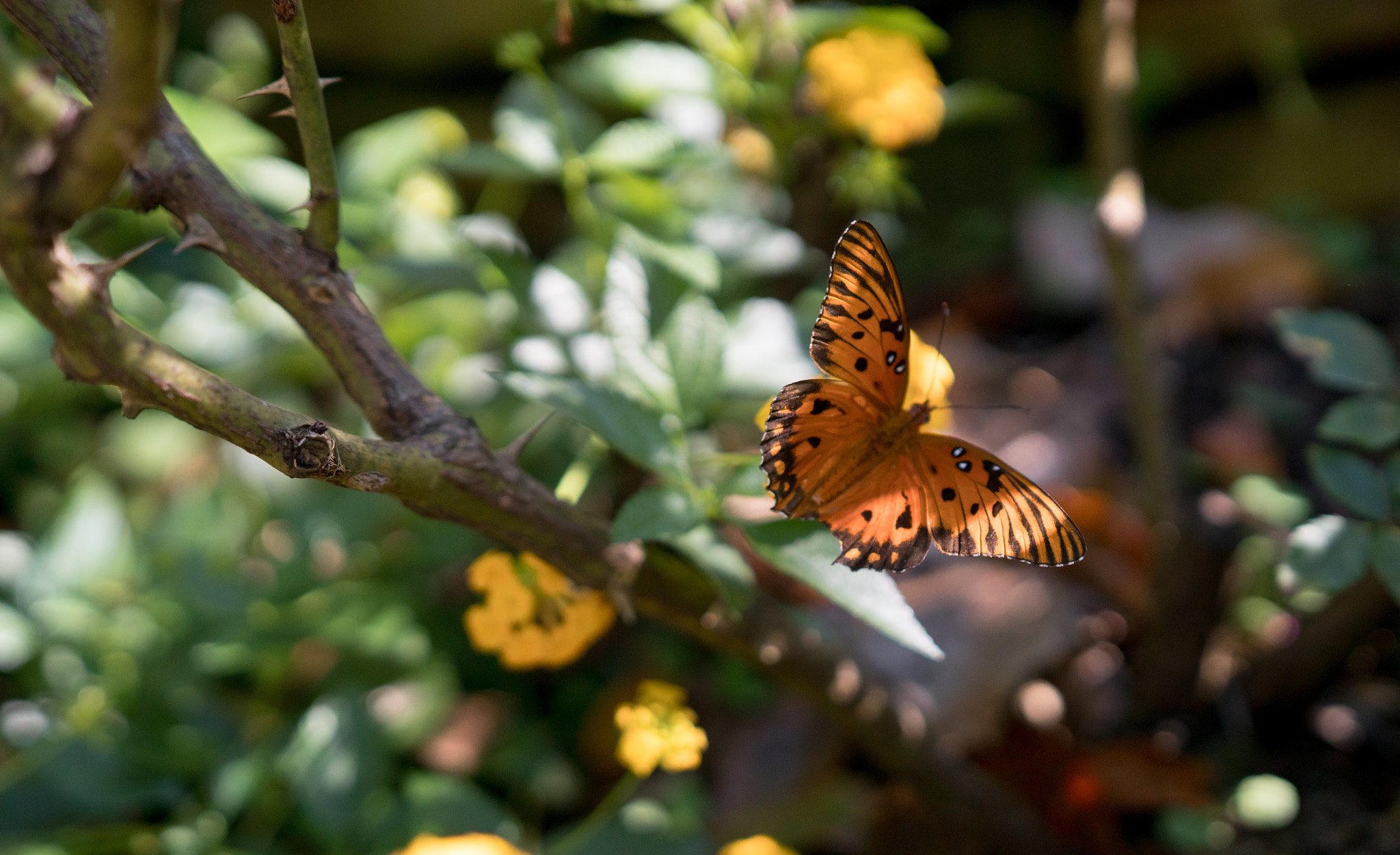 Sony a6300 + 18-35mm F1.8 DC HSM | Art 013 sample photo. Orange butterfly photography