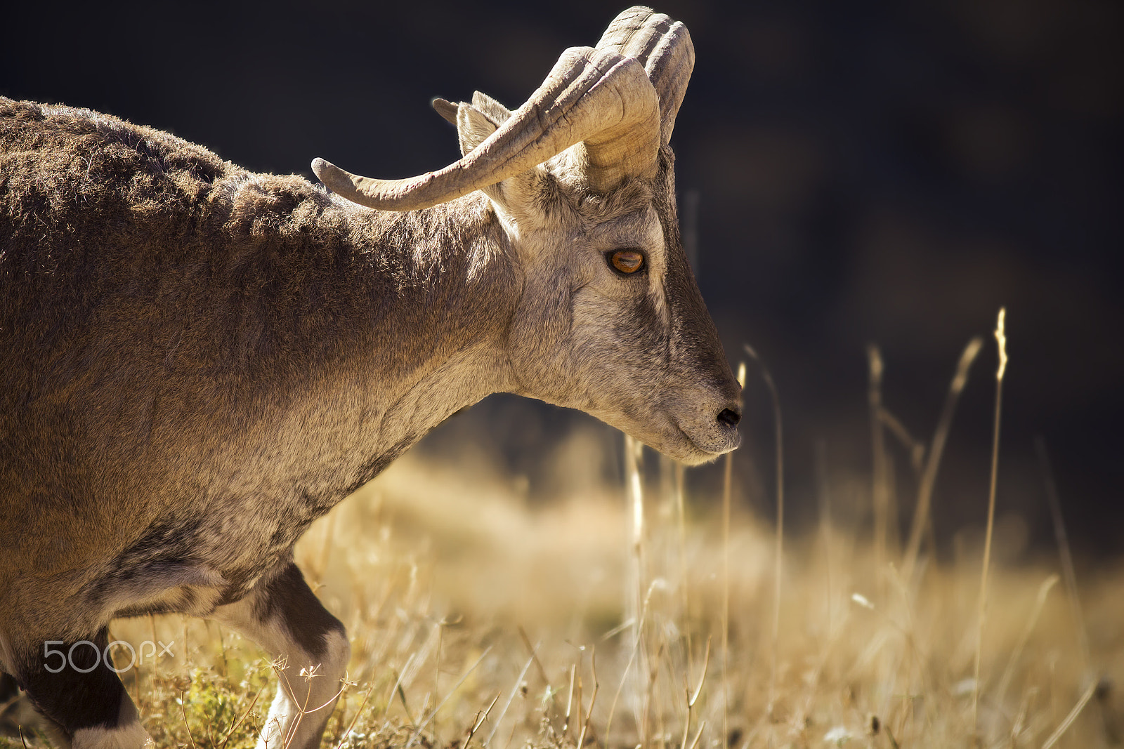 Canon EOS 60D + Canon EF 400mm F5.6L USM sample photo. Blue sheep (male) photography