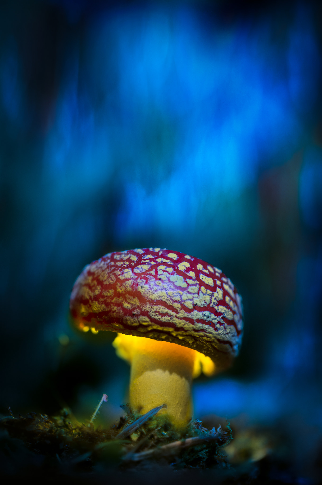 Canon EOS 6D + Tamron SP AF 90mm F2.8 Di Macro sample photo. Amanite photography