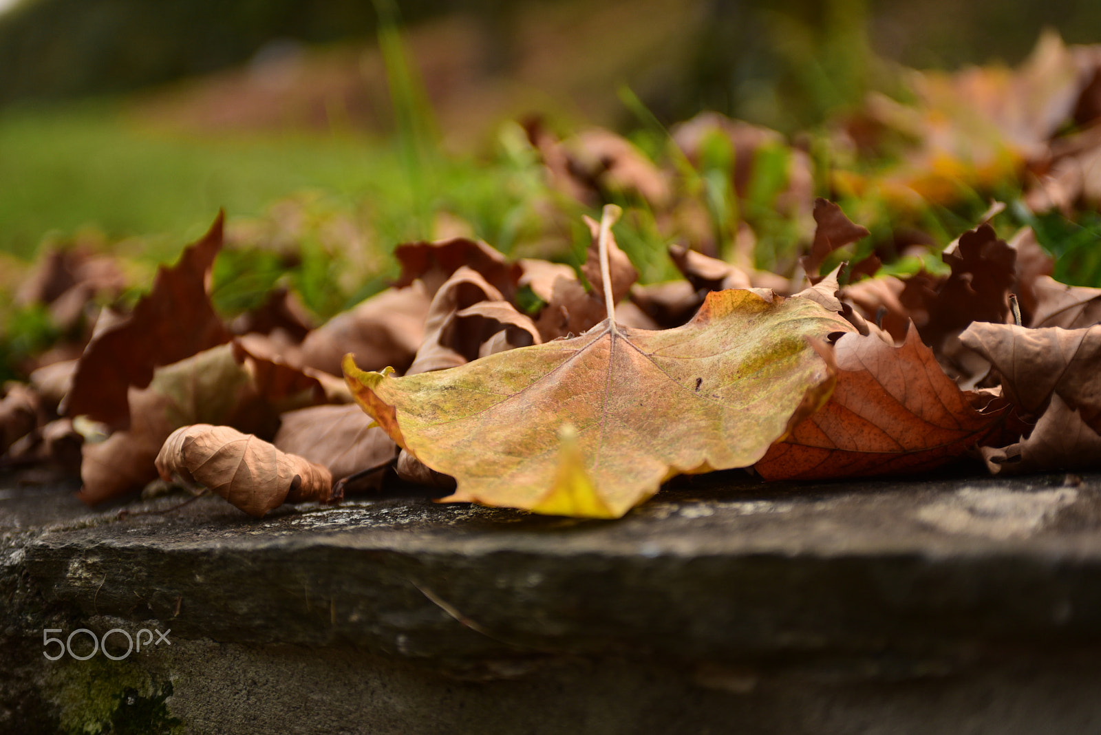 Nikon AF-S Nikkor 28-70mm F2.8 ED-IF sample photo. Autumn4 photography