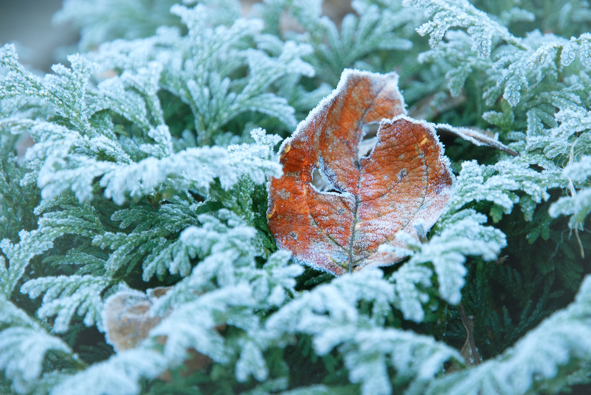 Nikon D200 sample photo. Nature shot photography