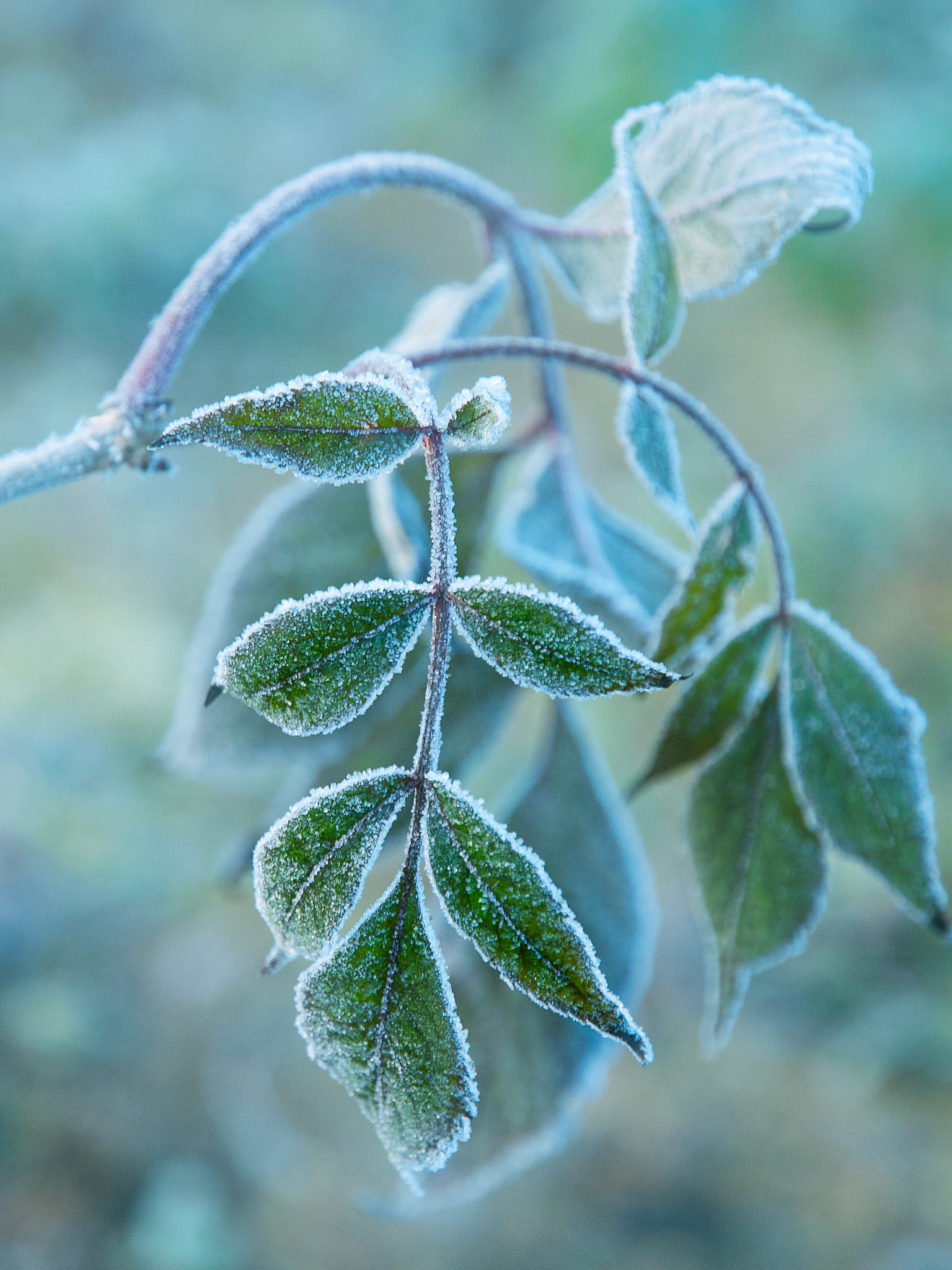 Nikon D200 sample photo. Nature shot photography