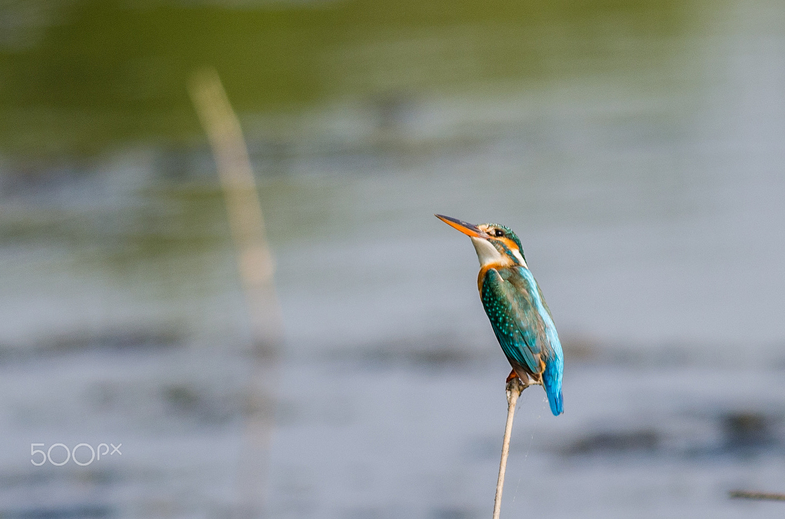 Nikon AF-S Nikkor 300mm F4D ED-IF sample photo. Kingfisher photography
