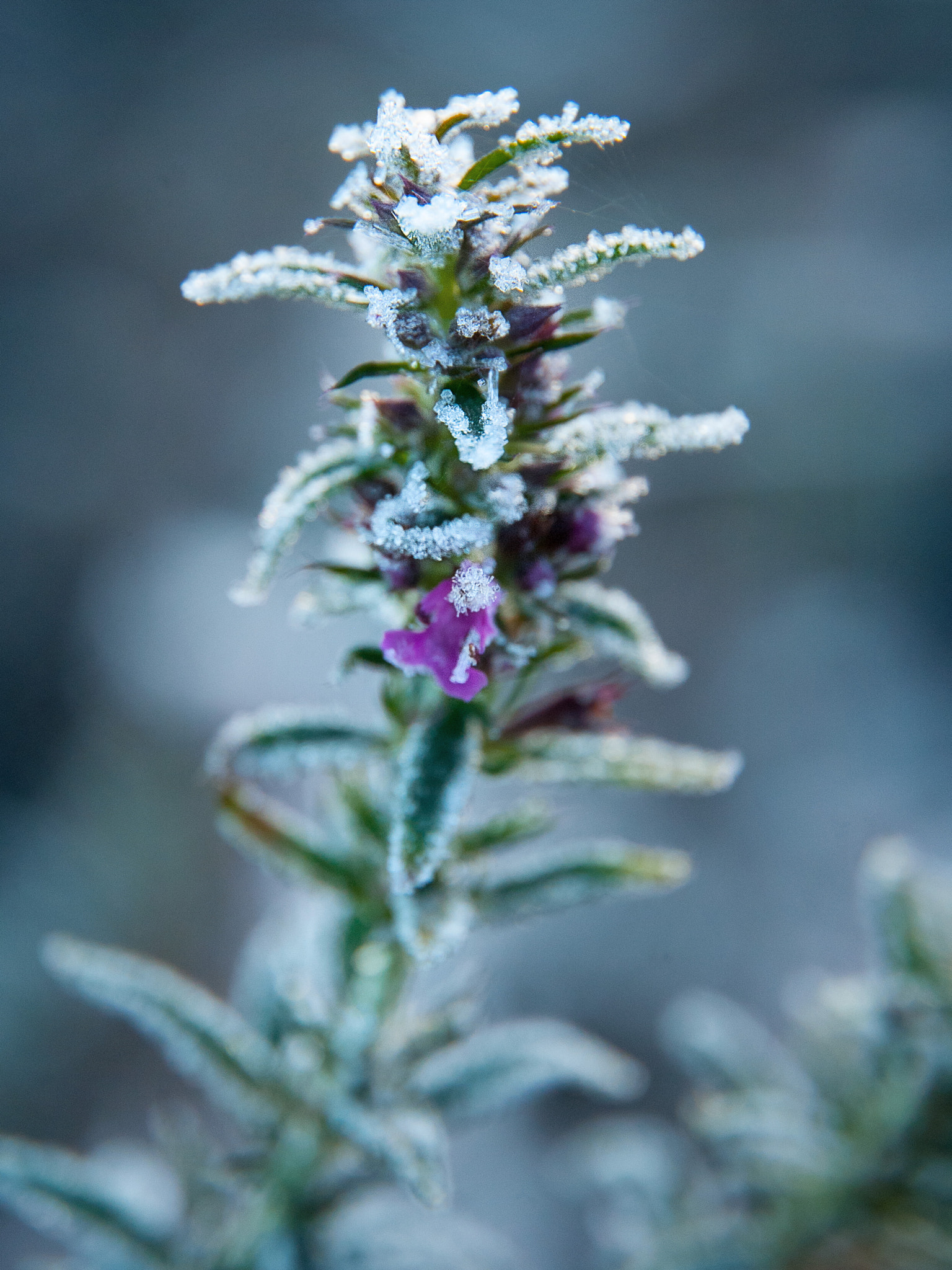 Nikon D200 sample photo. Nature shot photography
