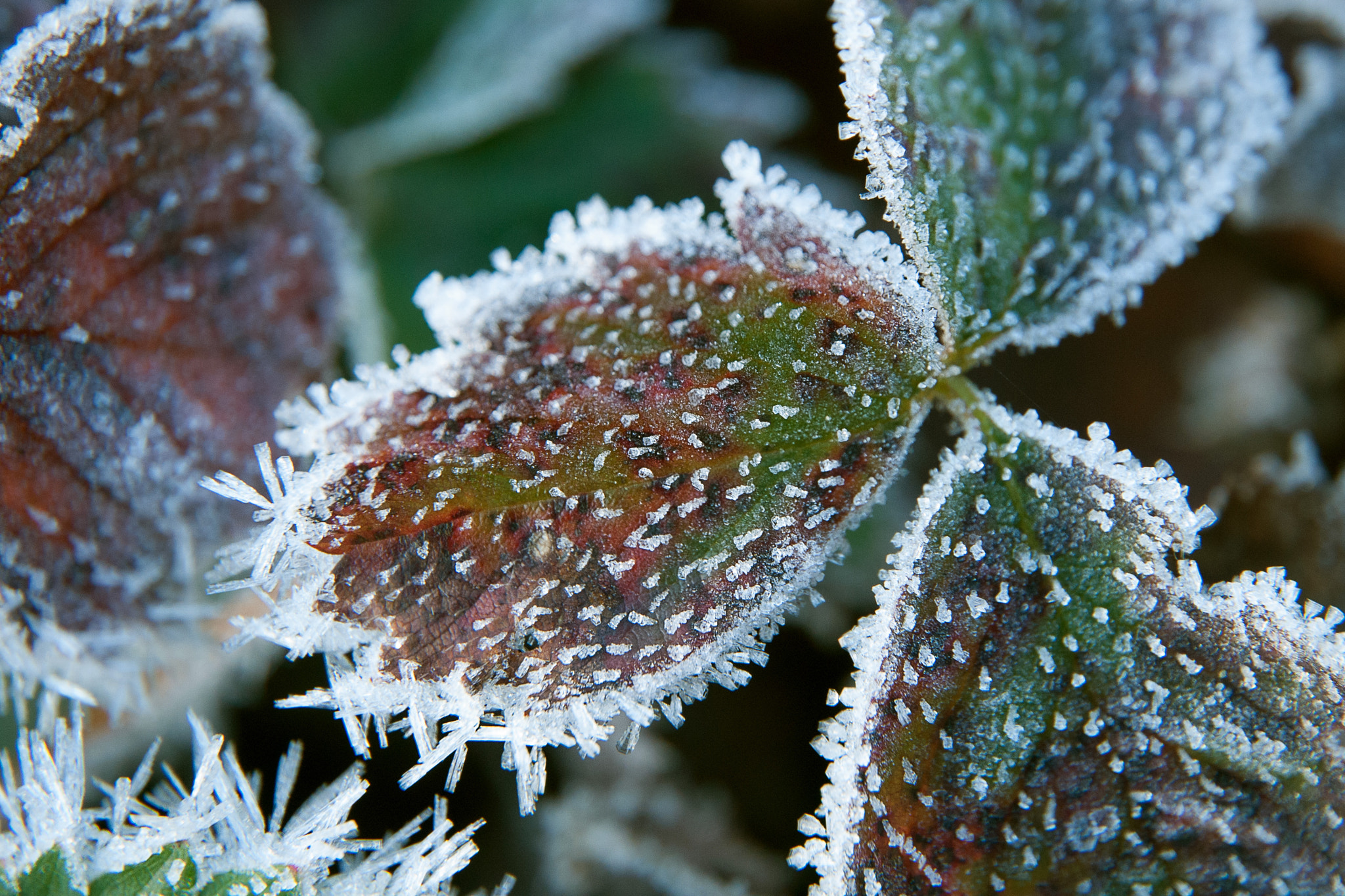Nikon D200 sample photo. Nature shot photography