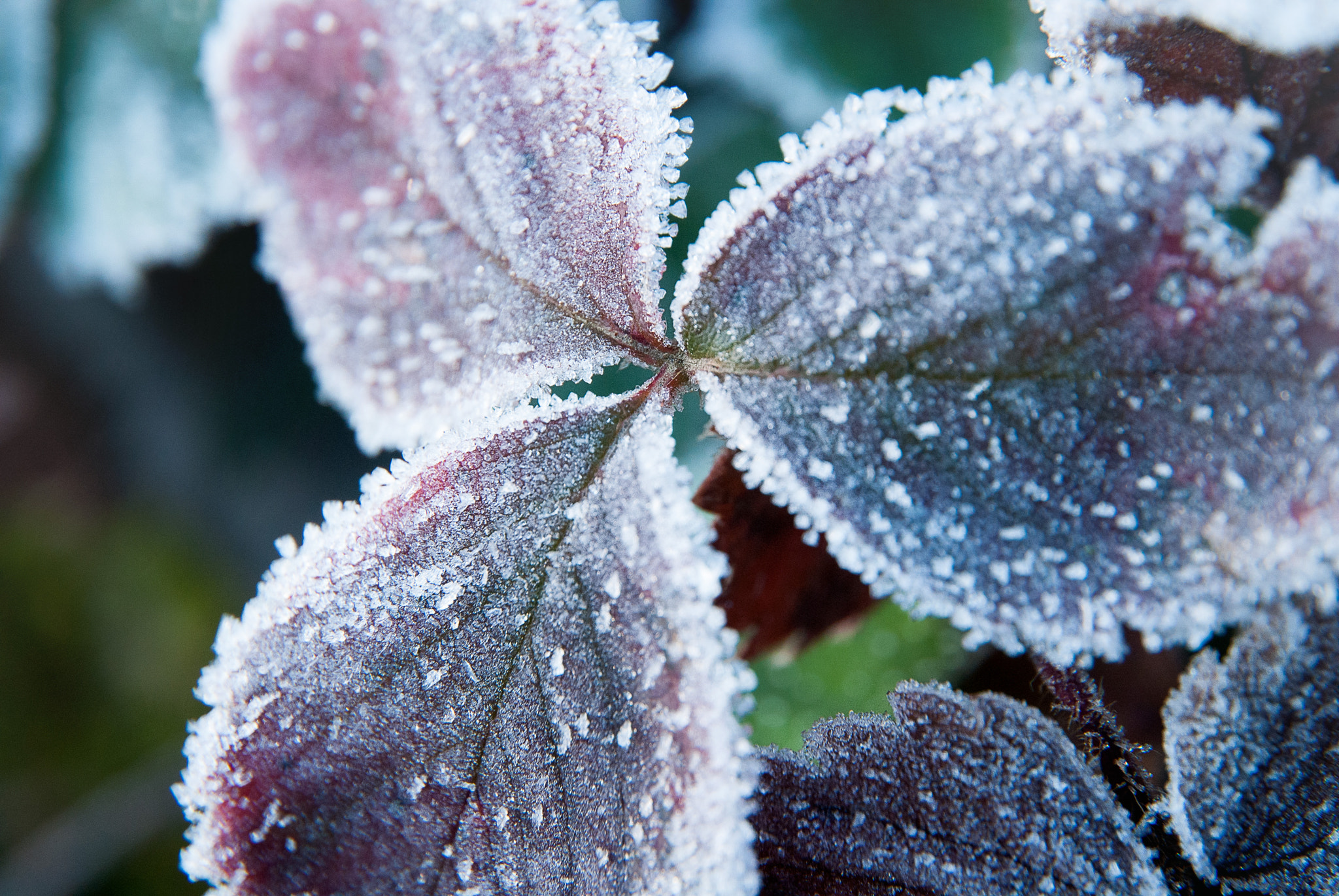 Nikon D200 sample photo. Nature shot photography
