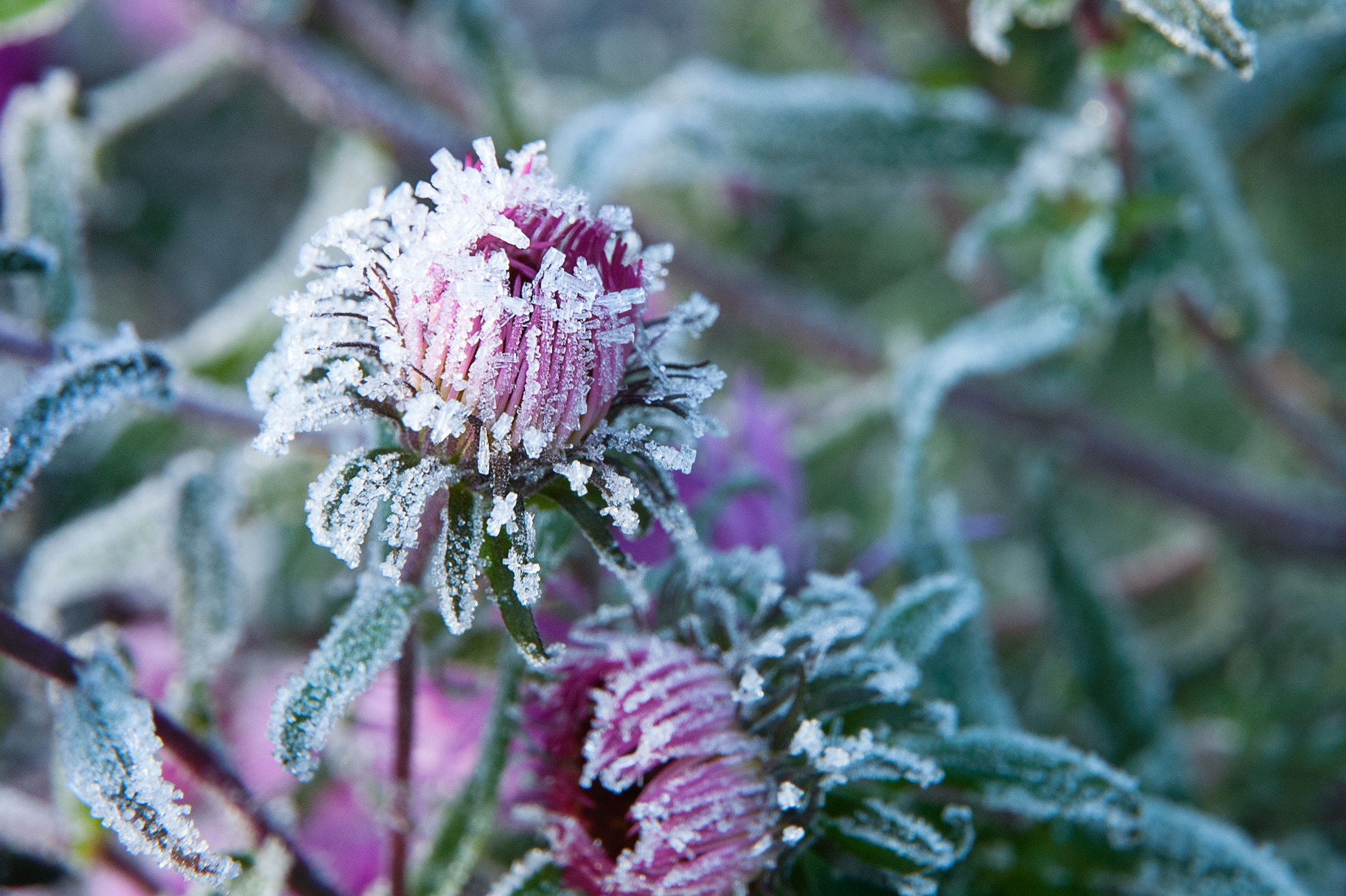 Nikon D200 sample photo. Nature shot photography
