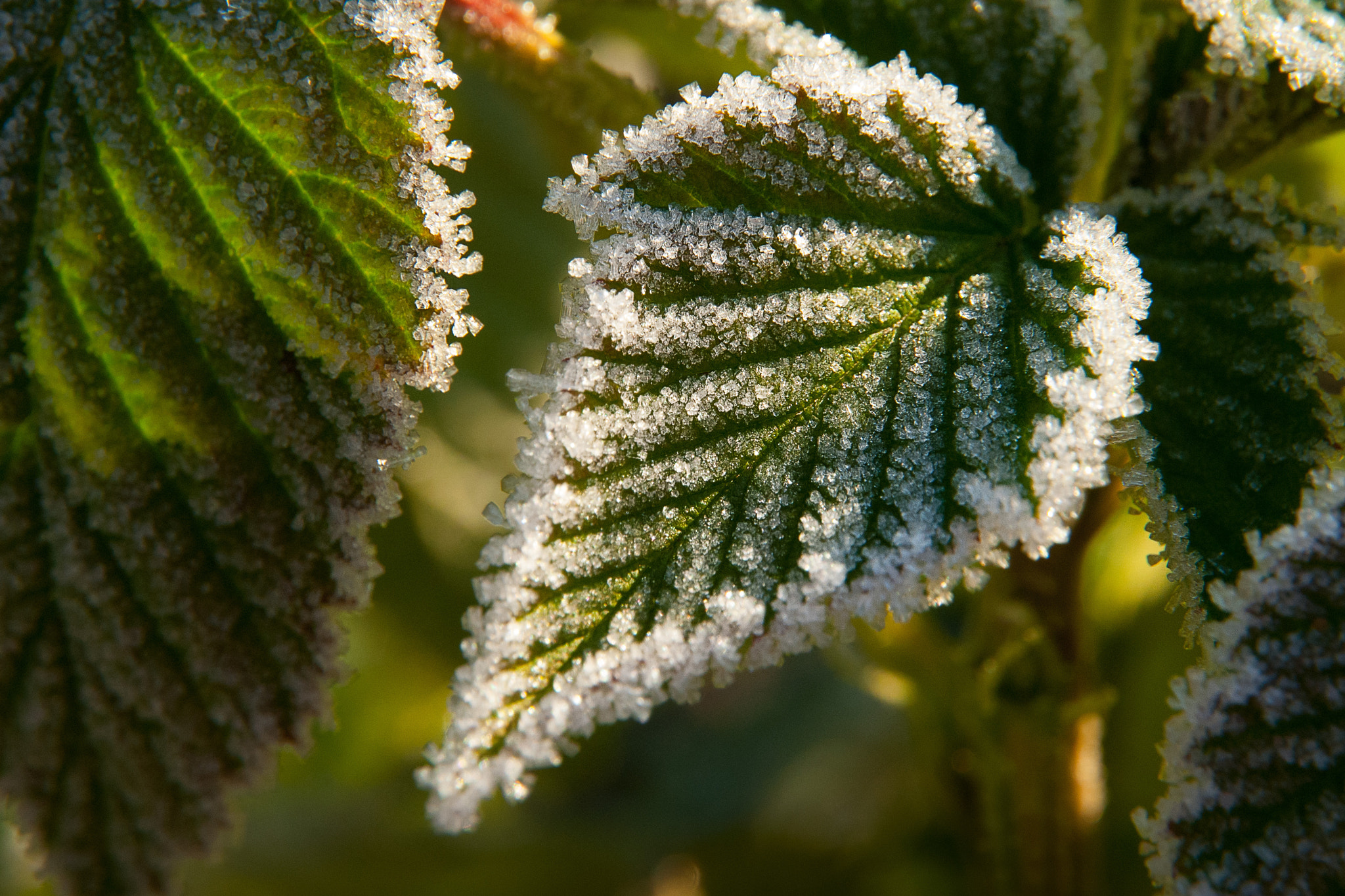 Nikon D200 sample photo. Nature shot photography