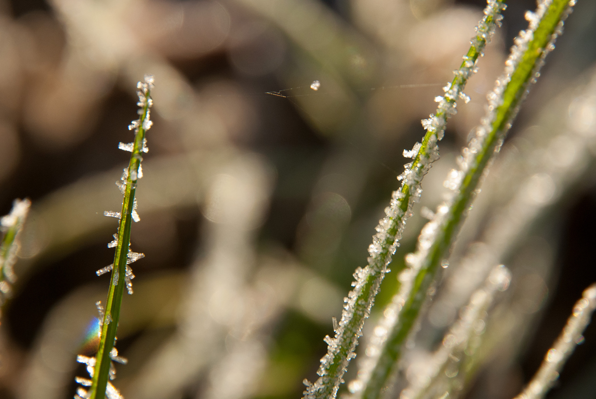Nikon D200 sample photo. Nature shot photography