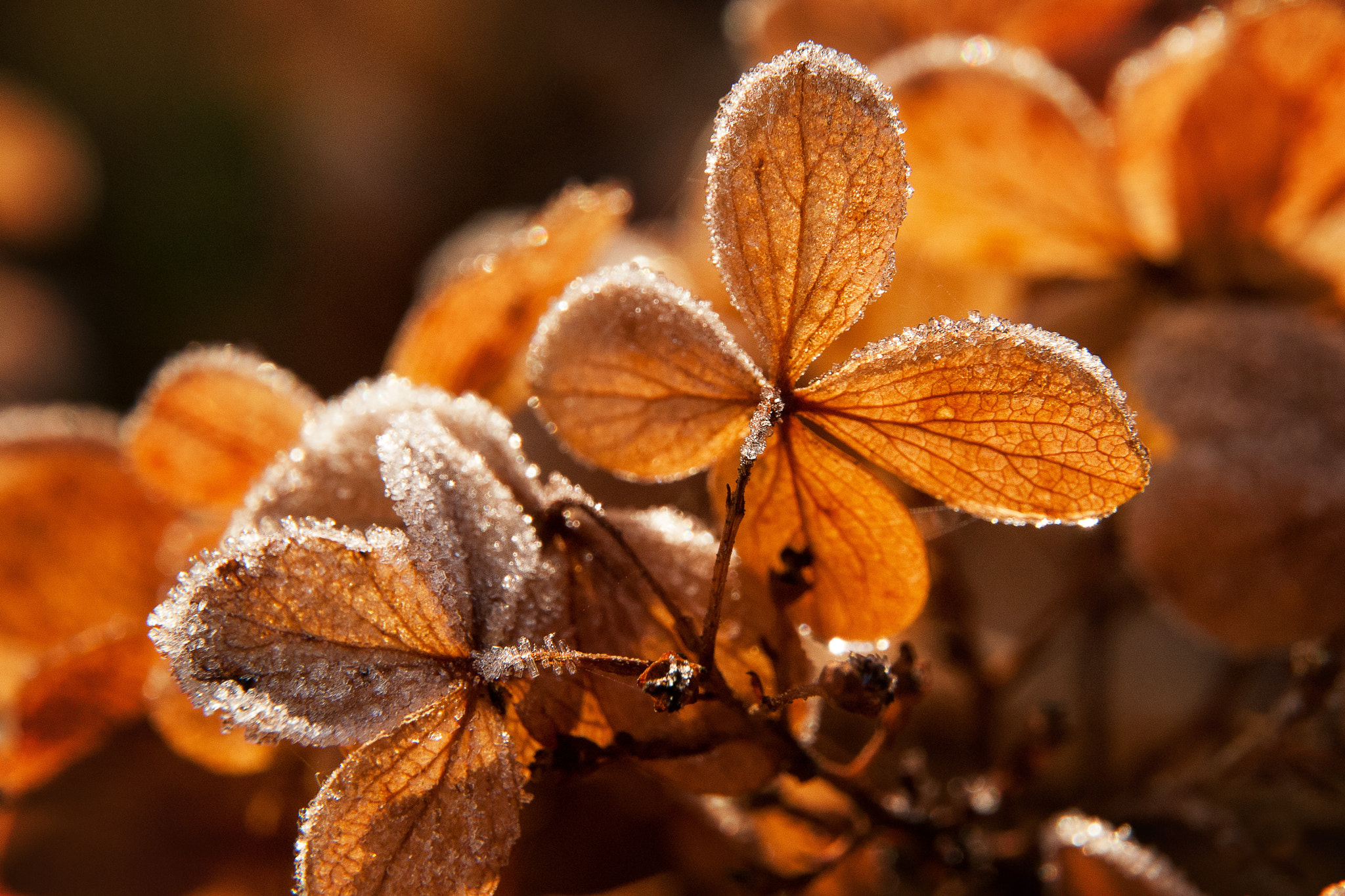 Nikon D200 sample photo. Nature shot photography