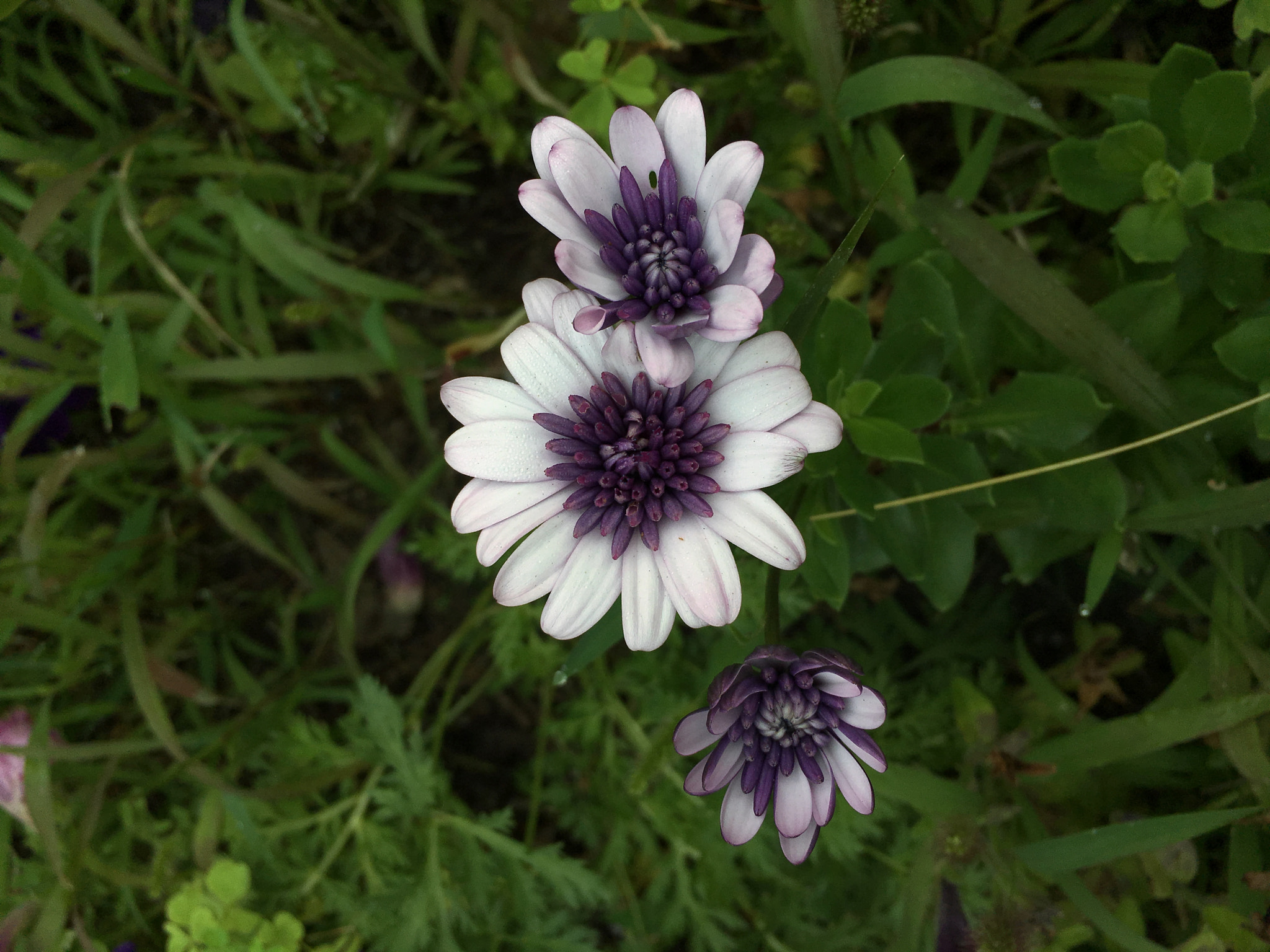Jag.gr 645 PRO Mk III for Apple iPhone 6s Plus sample photo