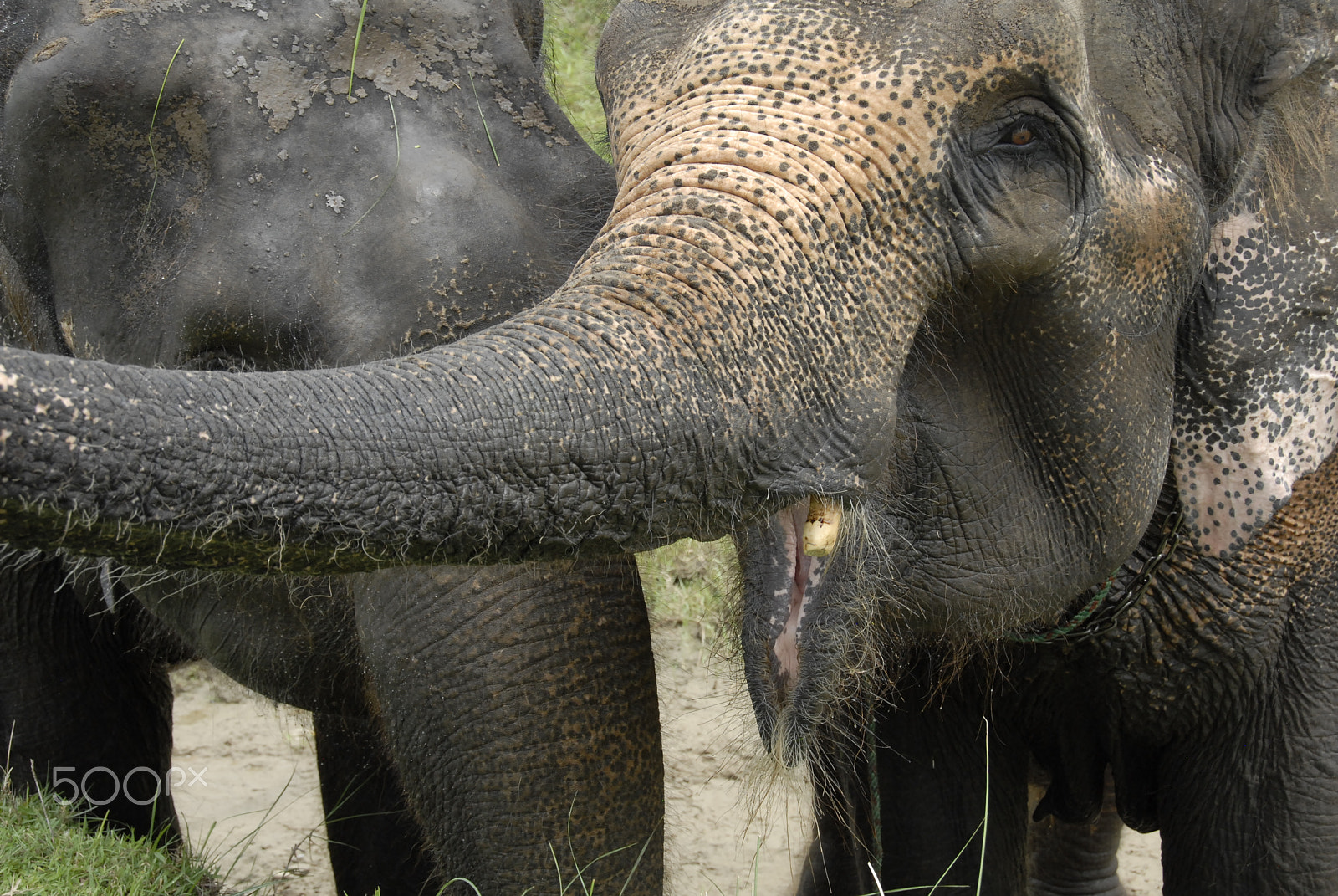 Nikon D200 sample photo. Elefantes photography