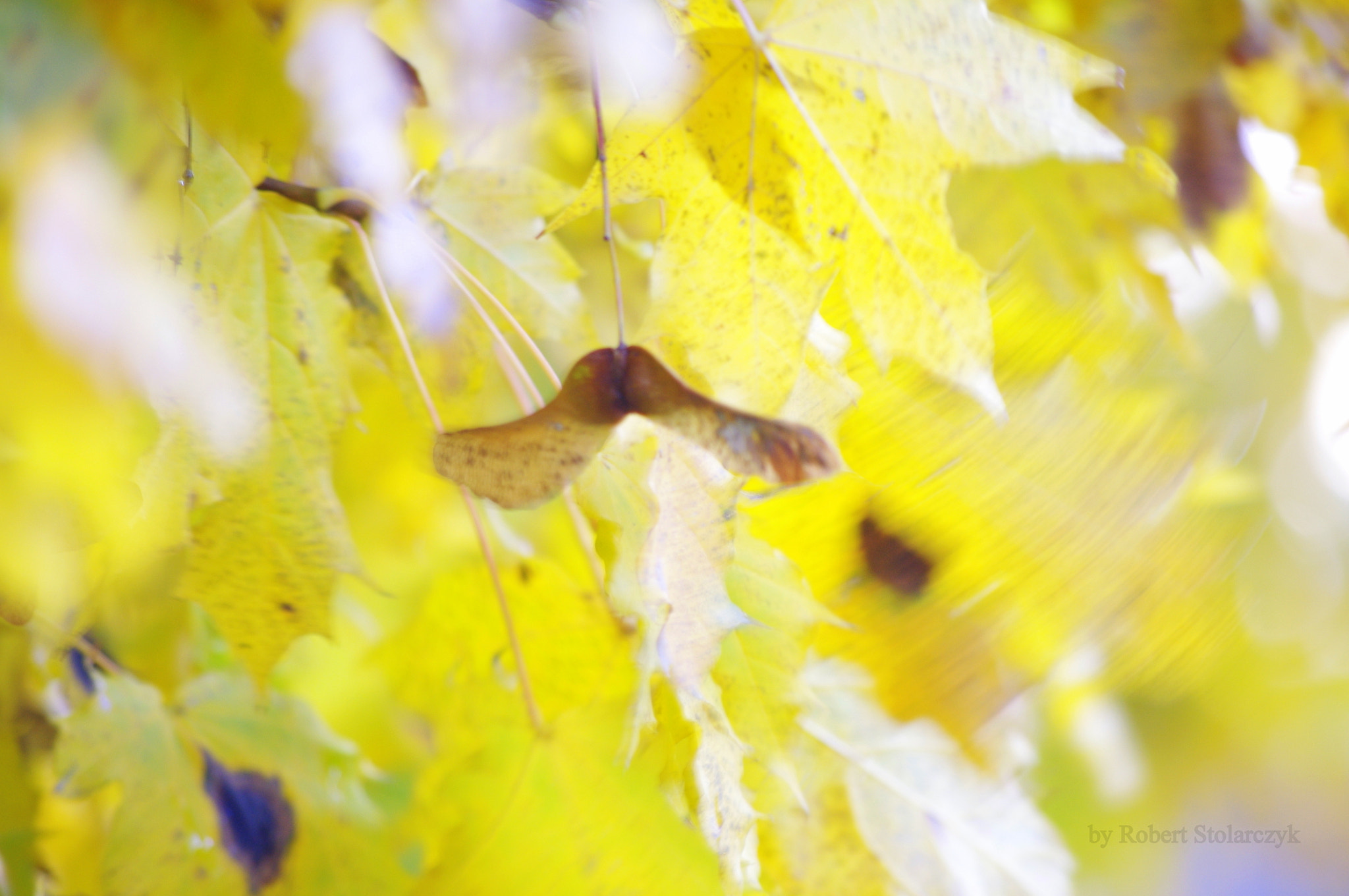 Pentax K-x + smc PENTAX-DA L 50-200mm F4-5.6 ED sample photo. The autumn fantasia photography