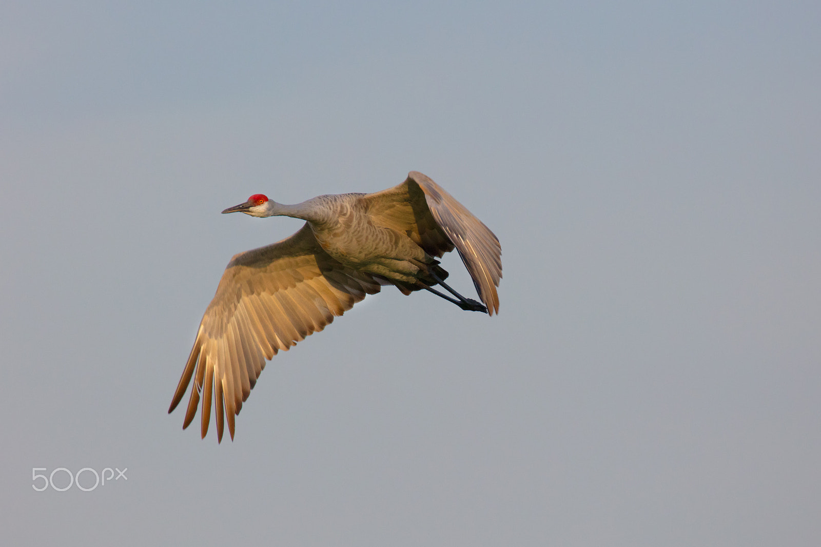Canon EOS 5DS R sample photo. Sandhill crane in flight photography