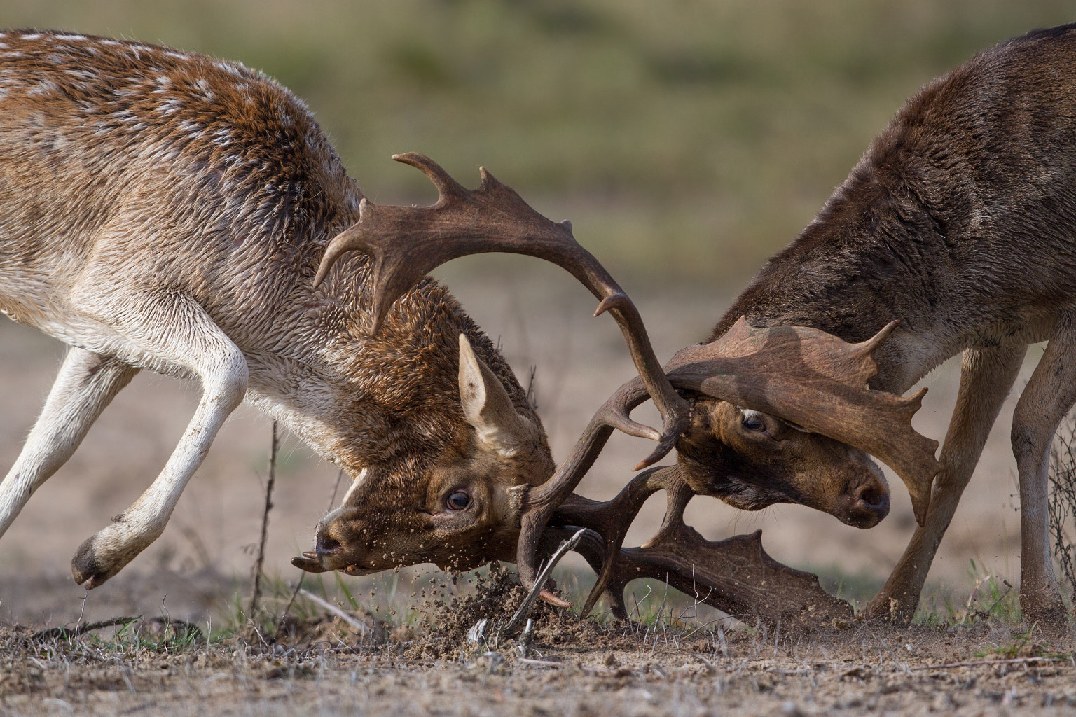 Canon EOS 7D sample photo. Close-up fight photography