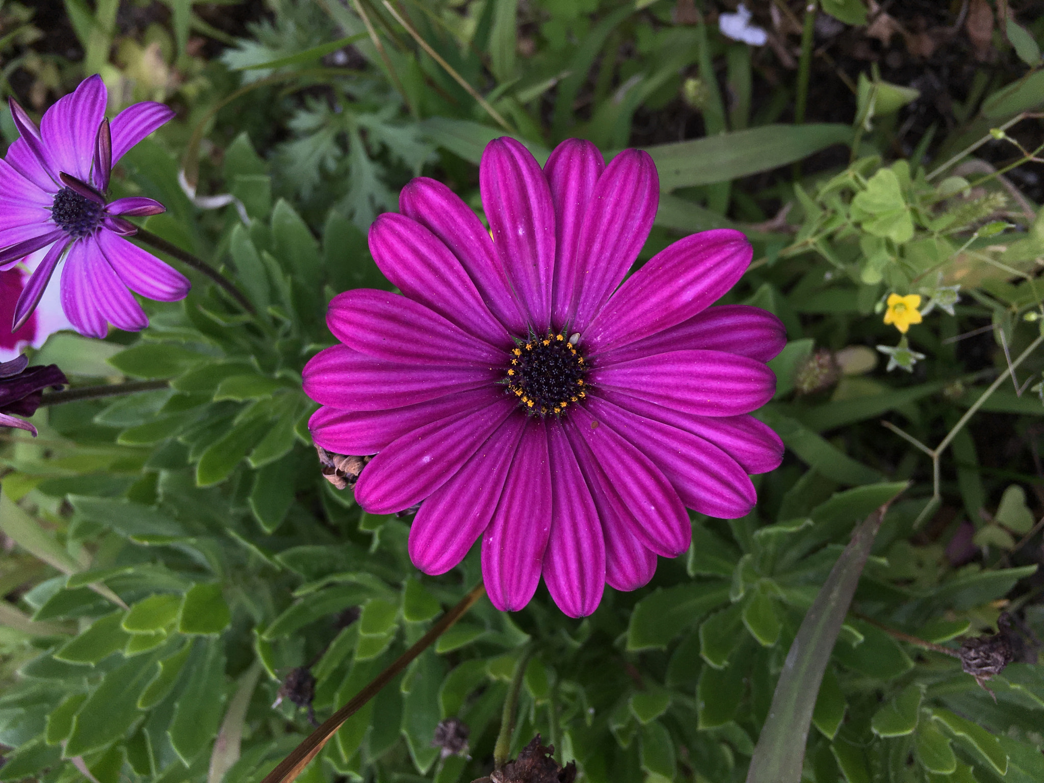 Jag.gr 645 PRO Mk III for Apple iPhone 6s Plus sample photo