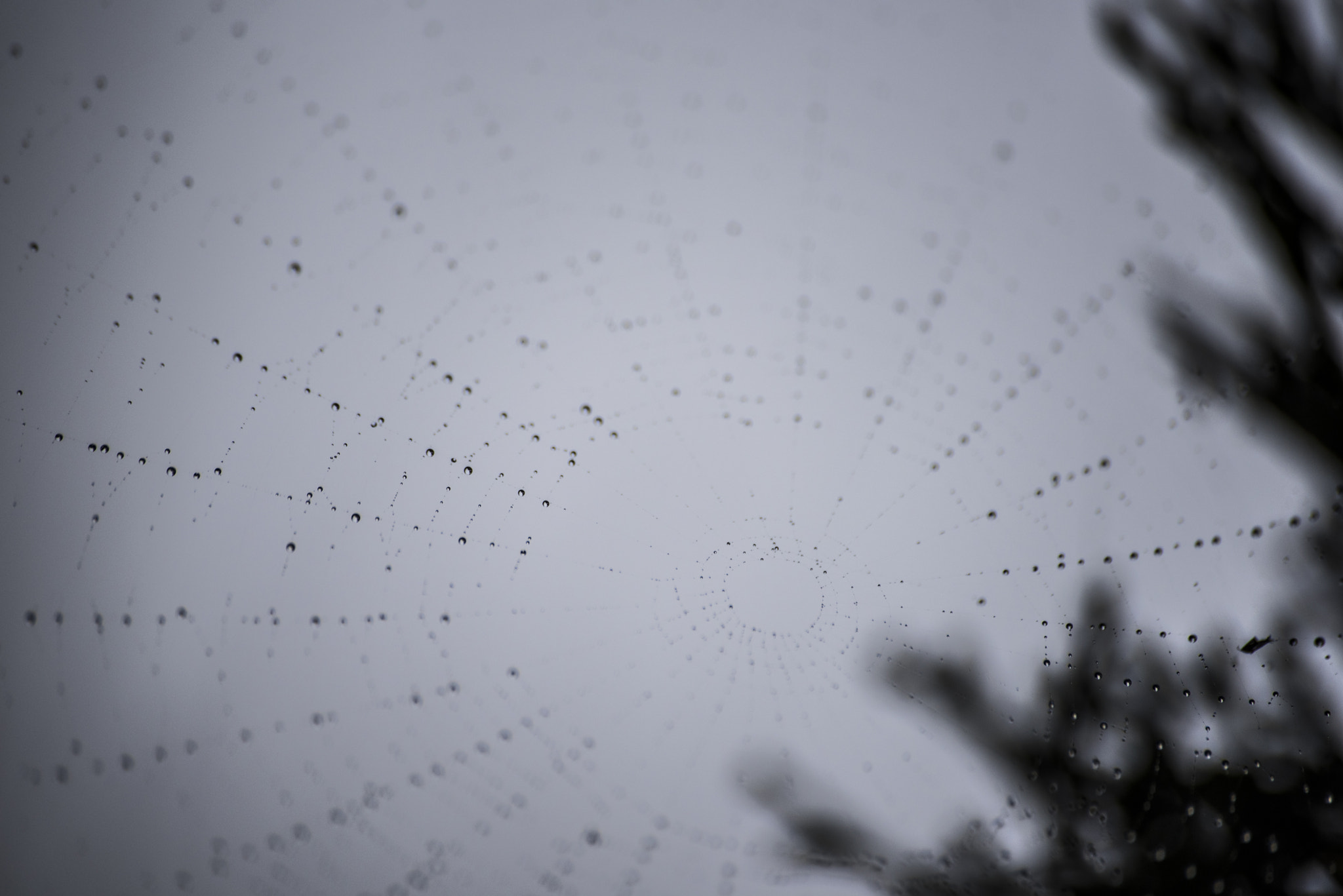 Sigma 70-300mm F4-5.6 APO DG Macro sample photo. Spider net photography