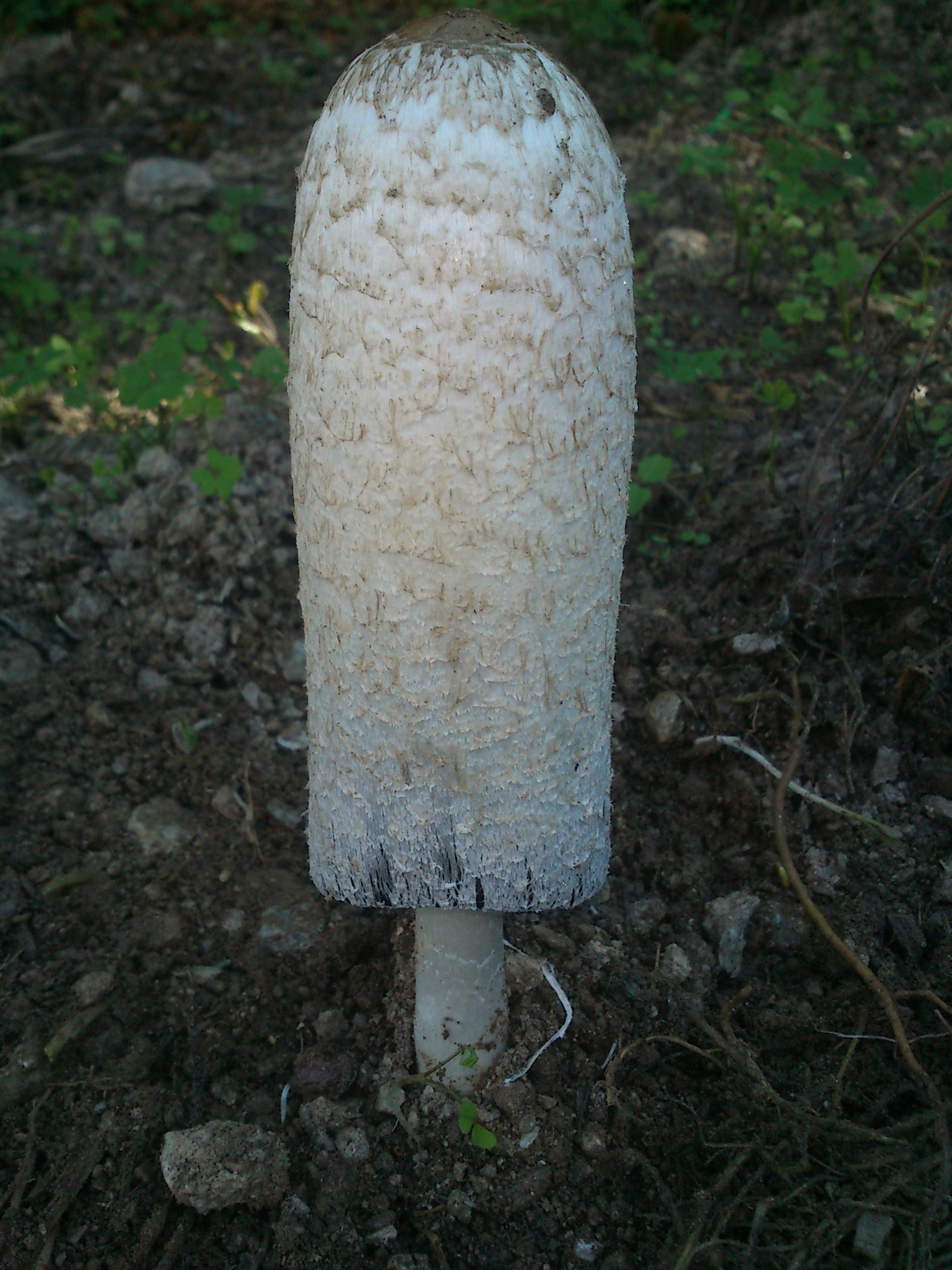 Sony Ericsson Xperia neo V sample photo. Dsc photography