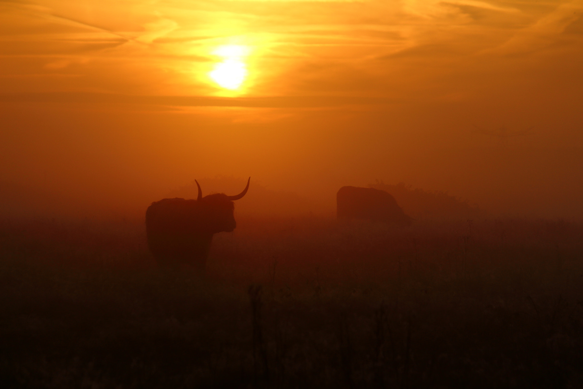 Canon EOS 650D (EOS Rebel T4i / EOS Kiss X6i) + Canon EF-S 55-250mm F4-5.6 IS sample photo. Highland cattle sunrise photography
