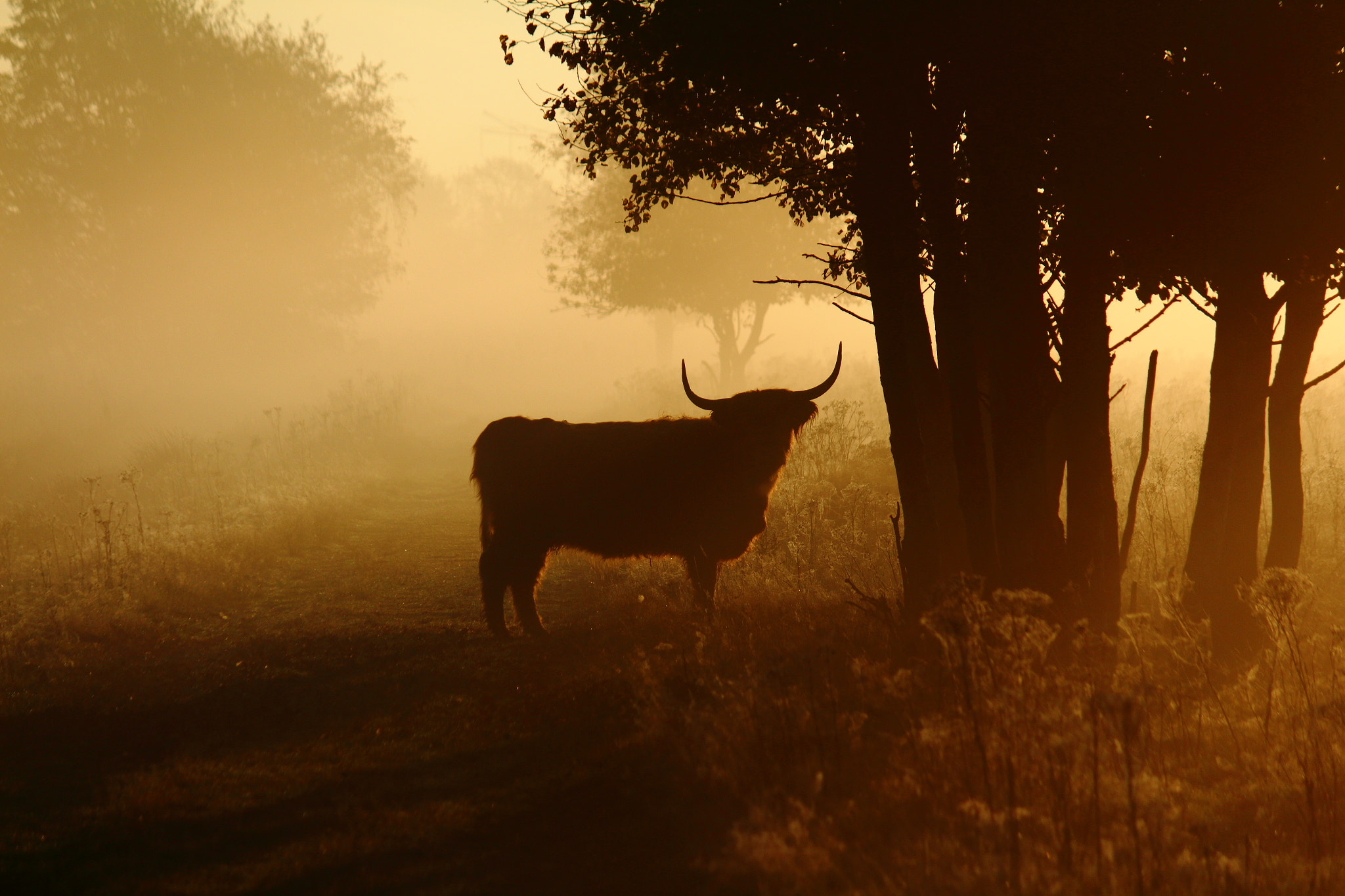 Canon EF-S 55-250mm F4-5.6 IS sample photo. Misty highland cattle photography