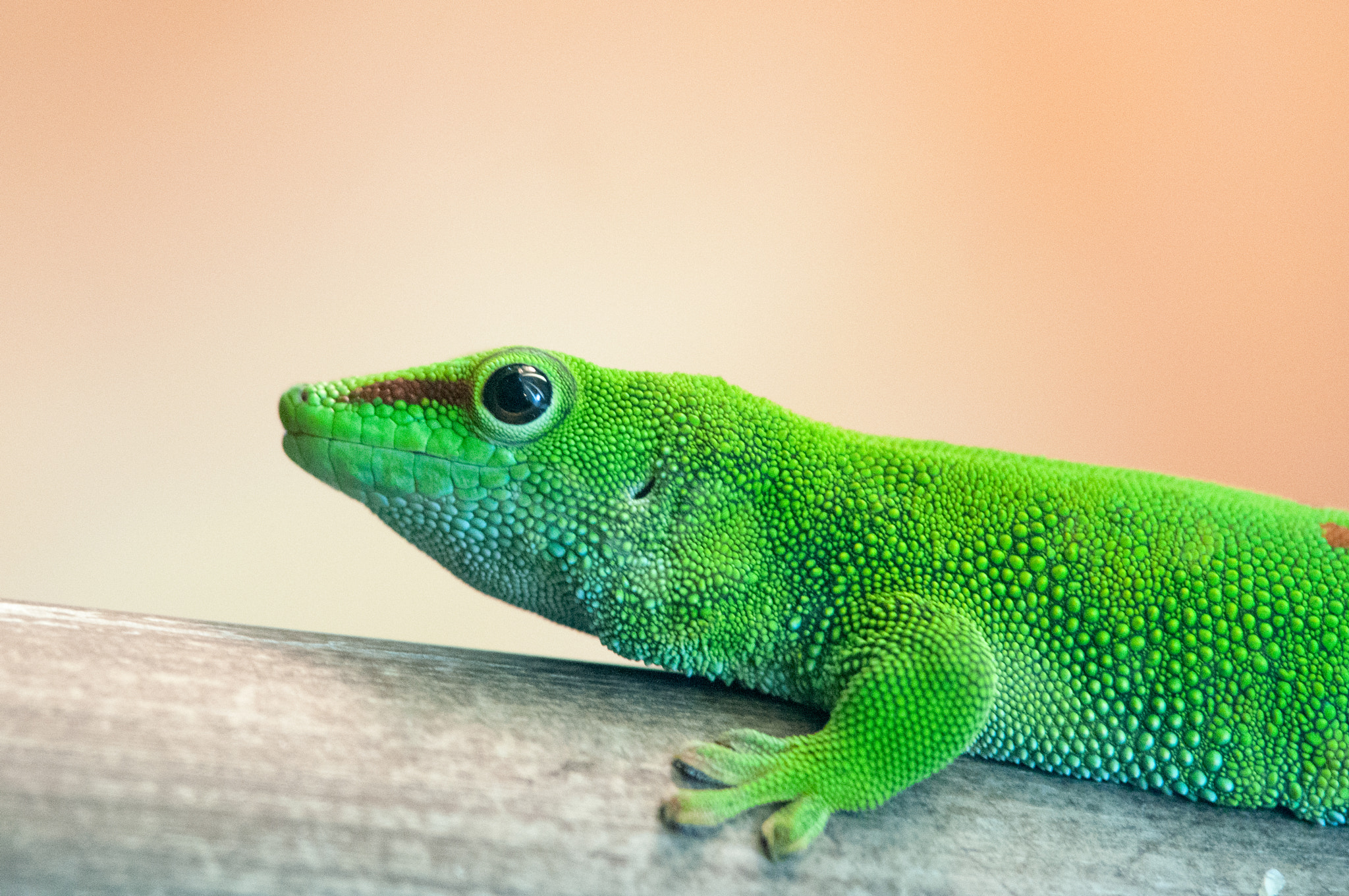 Nikon D300S sample photo. Phelsuma madagascariensis lizard photography