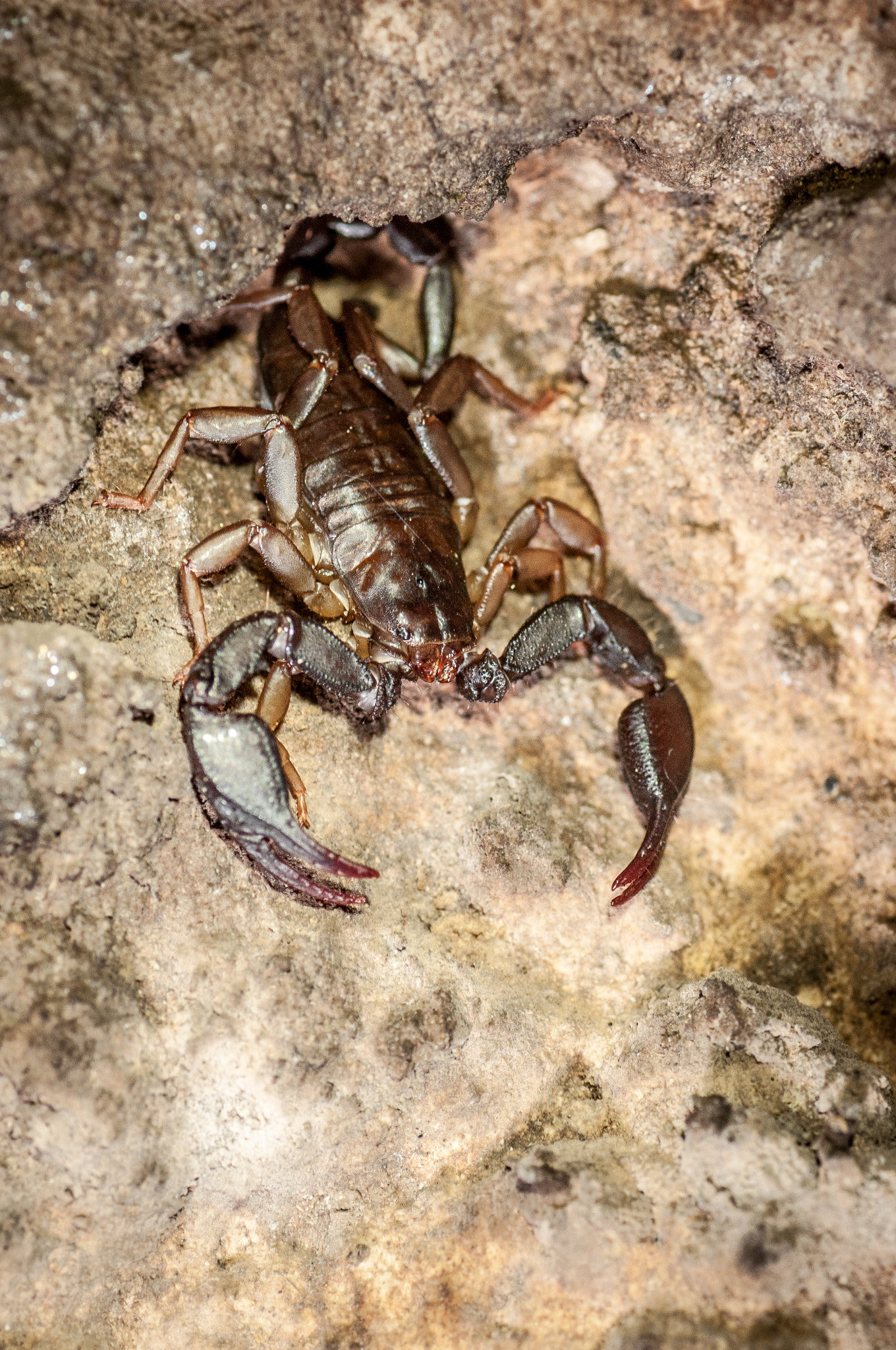 Nikon D300 sample photo. Scorpion photography