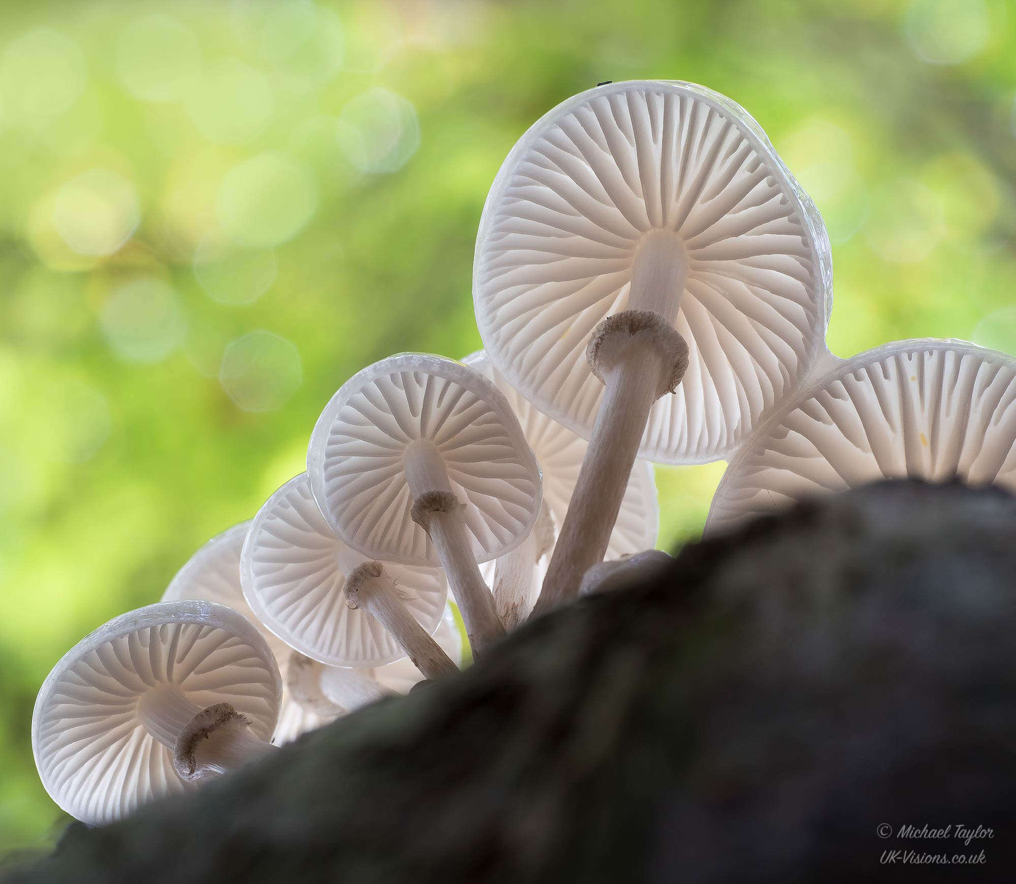 Panasonic Leica DG Macro-Elmarit 45mm F2.8 ASPH OIS sample photo. Porcelain fungus... photography