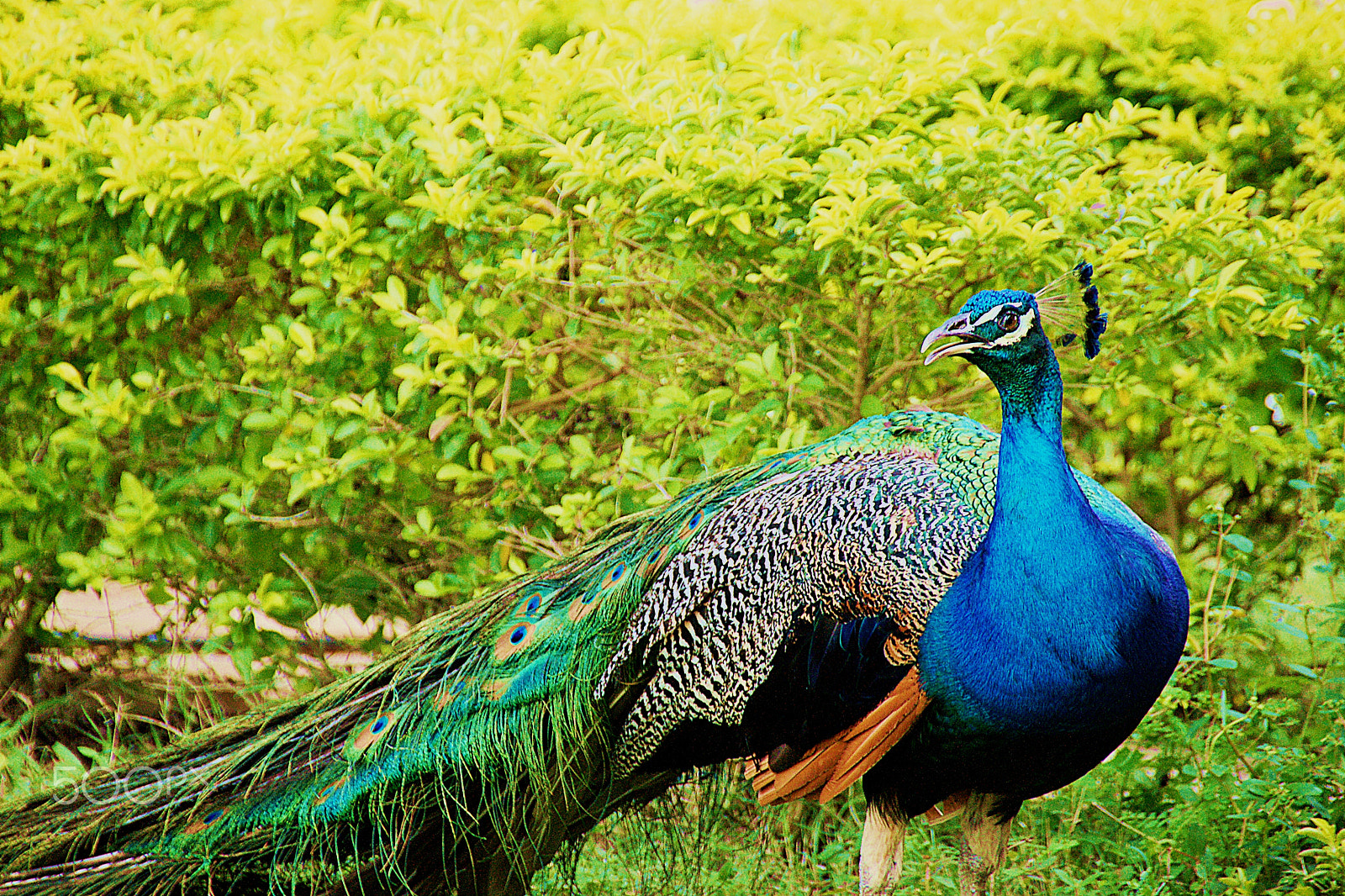 Sony DT 18-250mm F3.5-6.3 sample photo. Pavo real photography