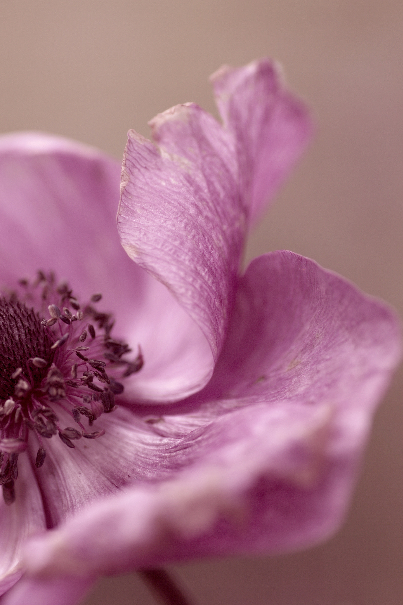 Canon EOS 60D + Tamron SP AF 90mm F2.8 Di Macro sample photo. Anemone photography