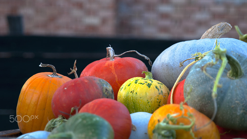 Sigma 24-70mm F2.8 EX DG HSM sample photo. Pumpkin time photography