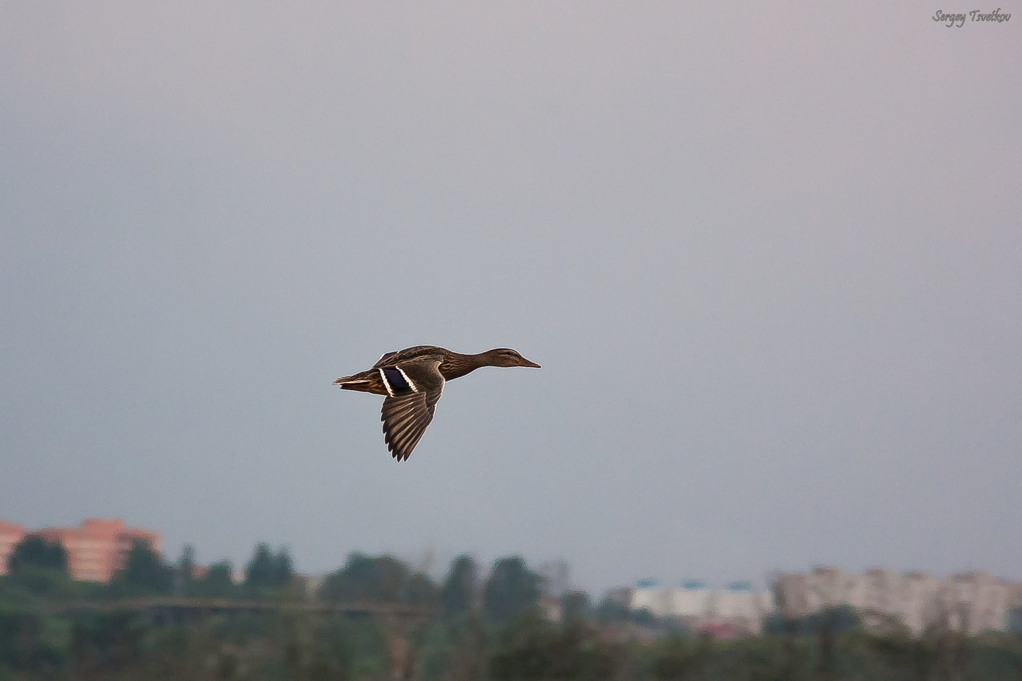 Canon EF-S 18-200mm F3.5-5.6 IS sample photo. Duck photography