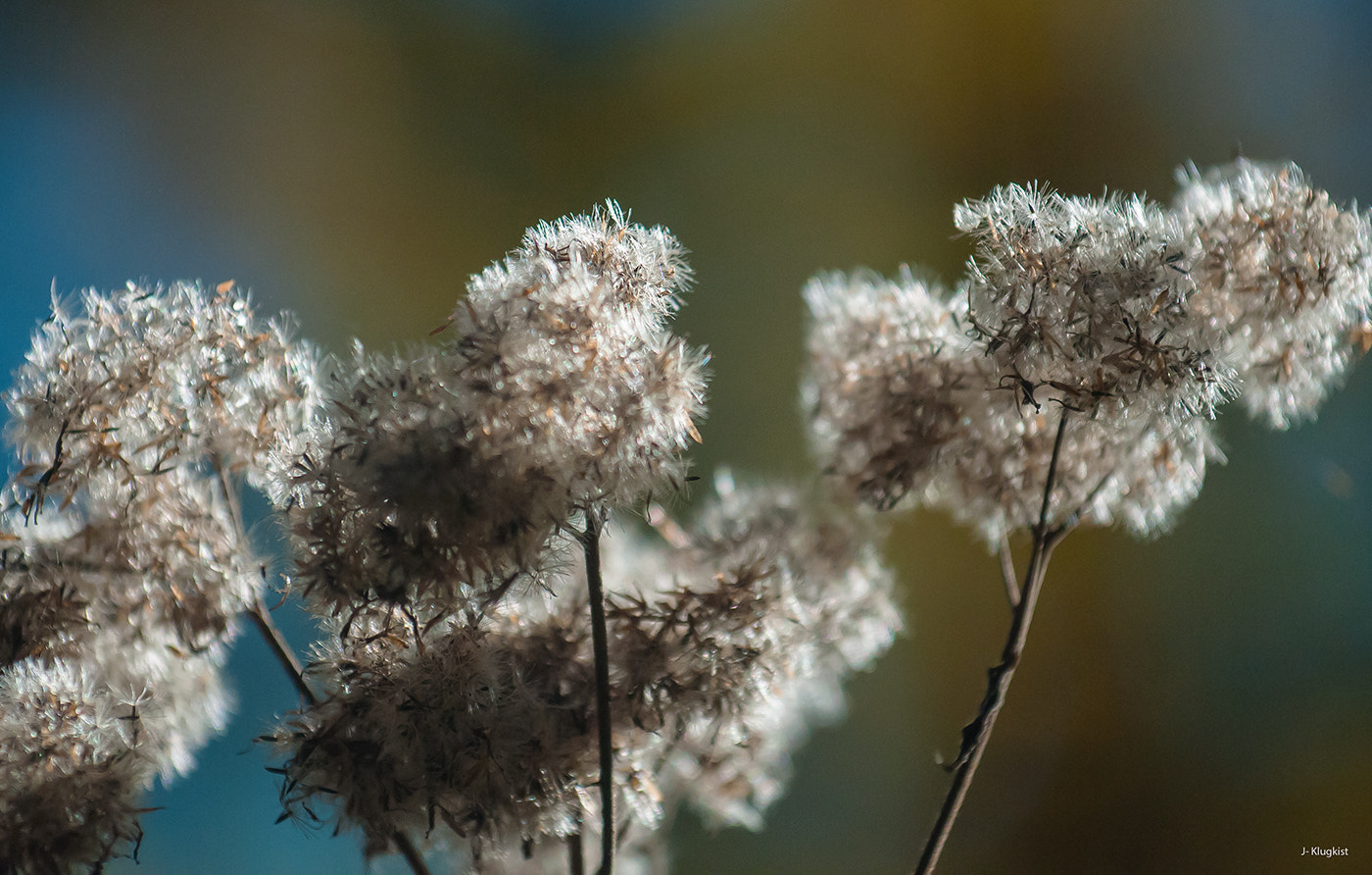 Nikon AF-S Nikkor 70-200mm F4G ED VR sample photo. Autumn photography
