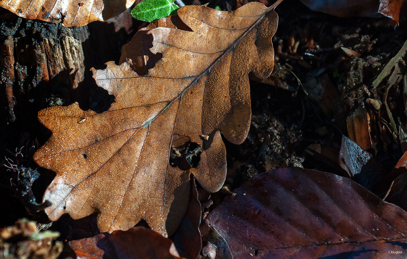 Nikon D300S sample photo. Autumn photography