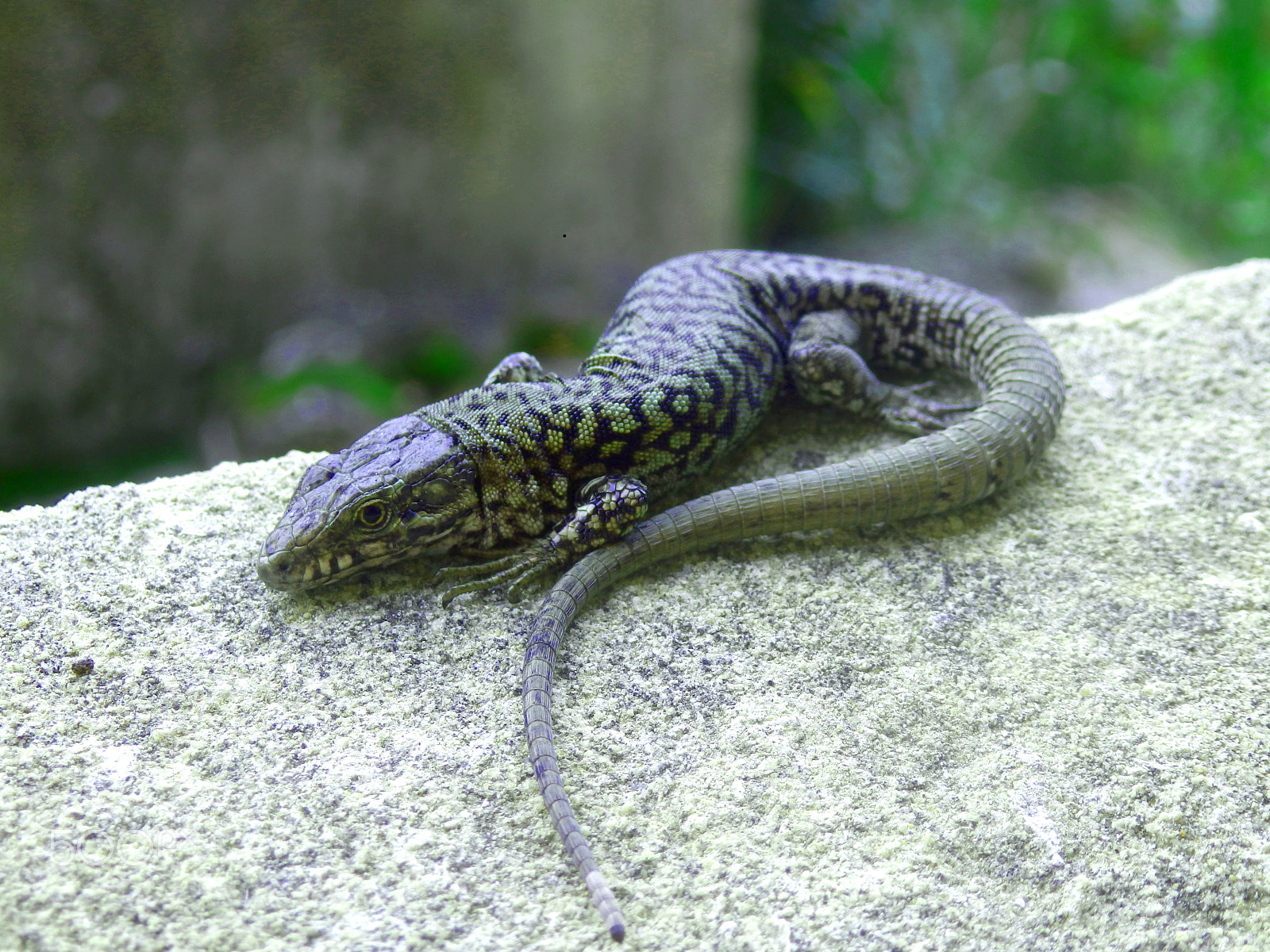 Olympus SZ-31MR sample photo. Common lizard photography