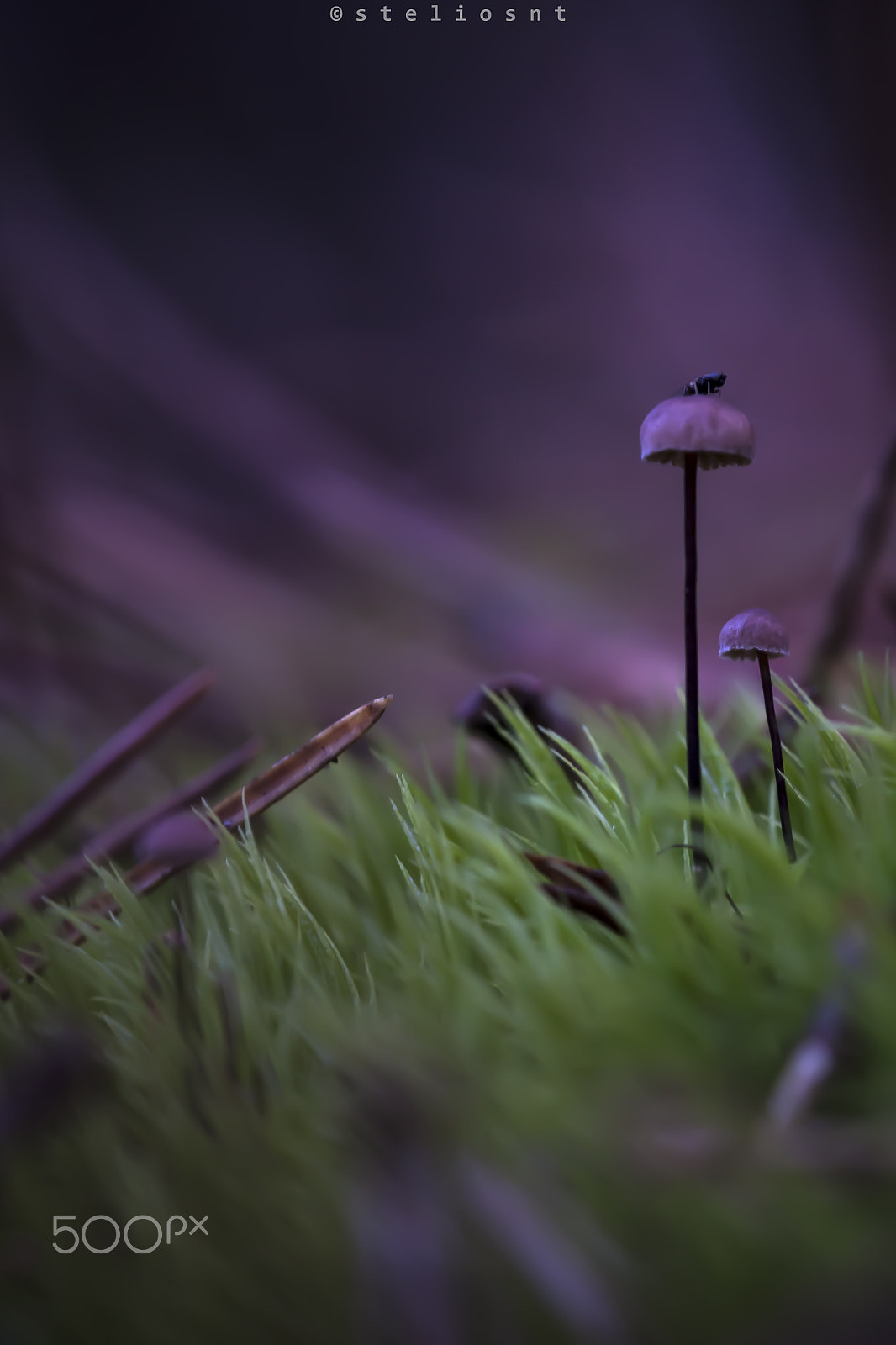 Canon EF 100mm F2.8 Macro USM sample photo. Little mushrooms... photography
