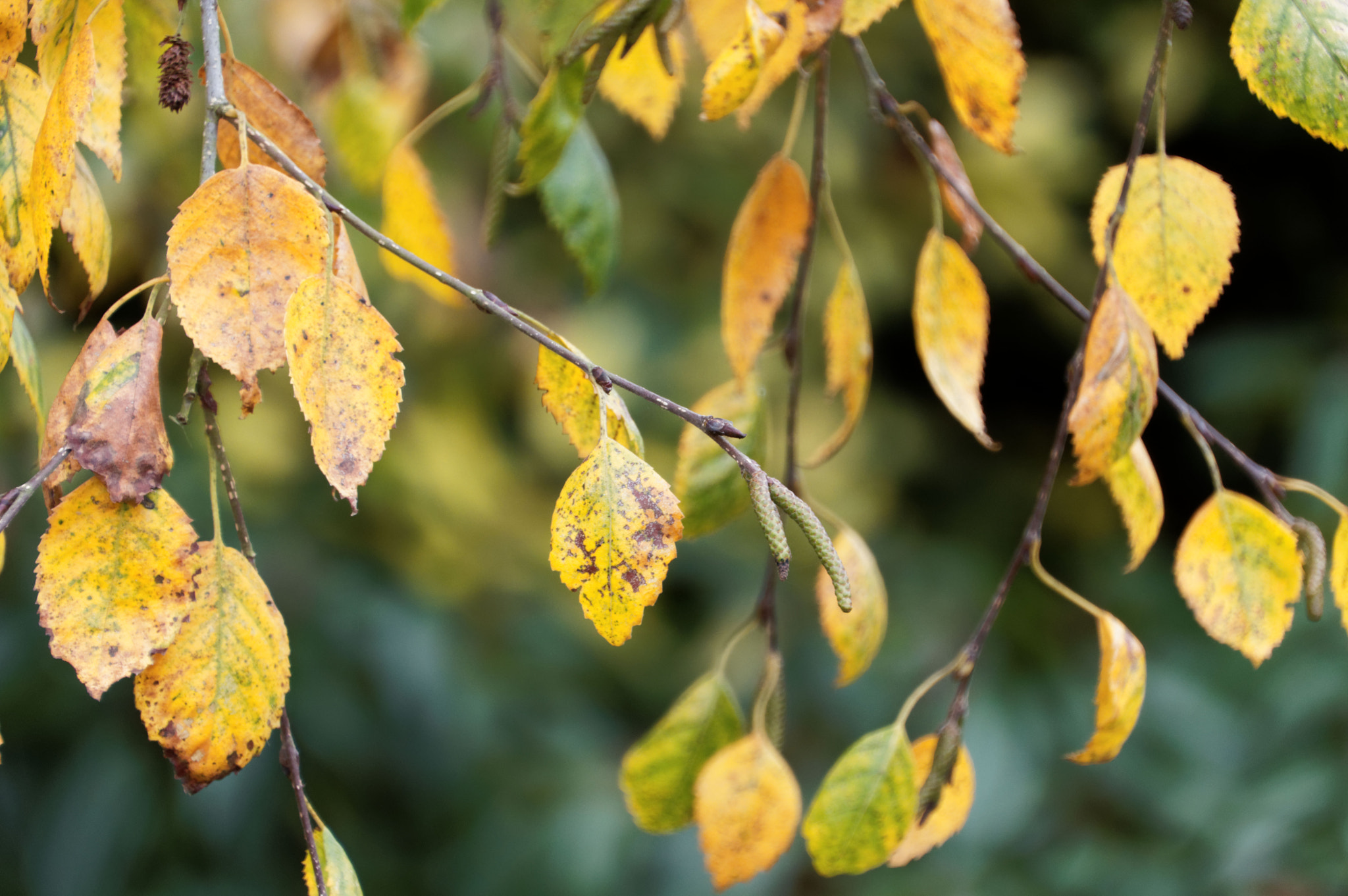 Pentax K-3 II + Pentax smc DA 18-270mm F3.5-6.3 ED SDM sample photo. Autumn leaves photography