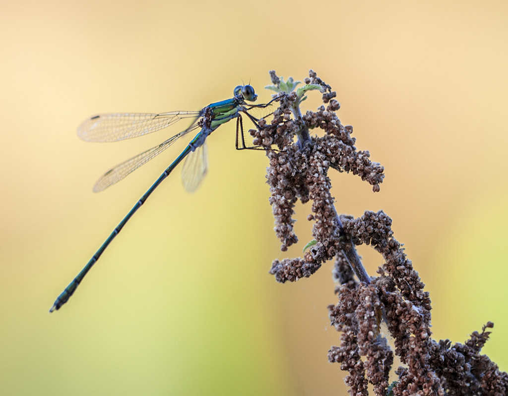 Sigma APO Macro 180mm F3.5 EX DG HSM sample photo. Diablillo photography