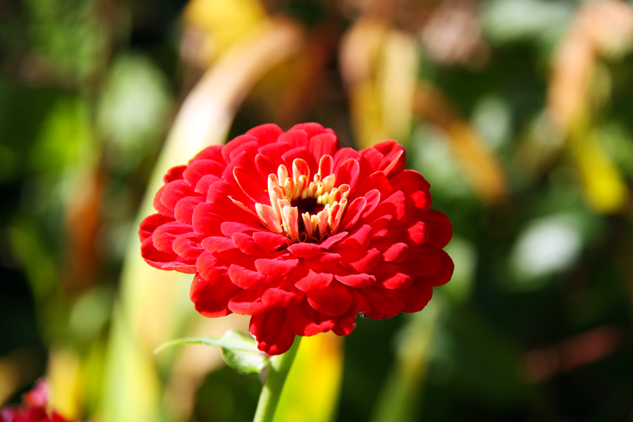 Canon EF-S 18-200mm F3.5-5.6 IS sample photo. Flower photography