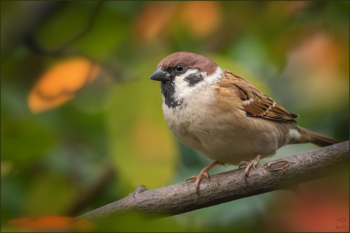 Canon EOS 7D Mark II + Canon EF 400mm F4 DO IS II USM sample photo. Feldsperling im herbst - eurasian tree sparrow photography