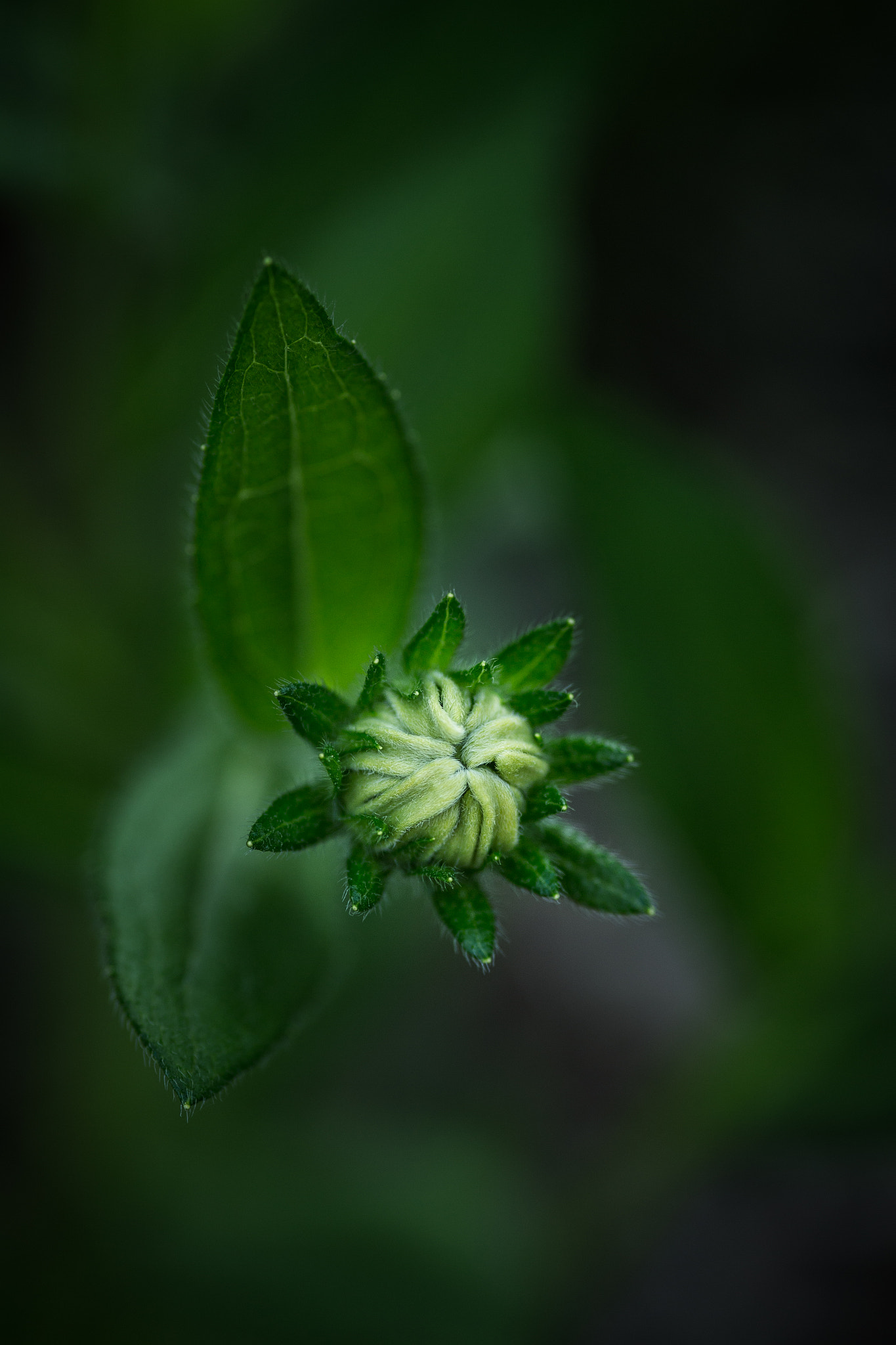 Canon EOS 6D + Sigma 105mm F2.8 EX DG Macro sample photo. Simply the green one photography