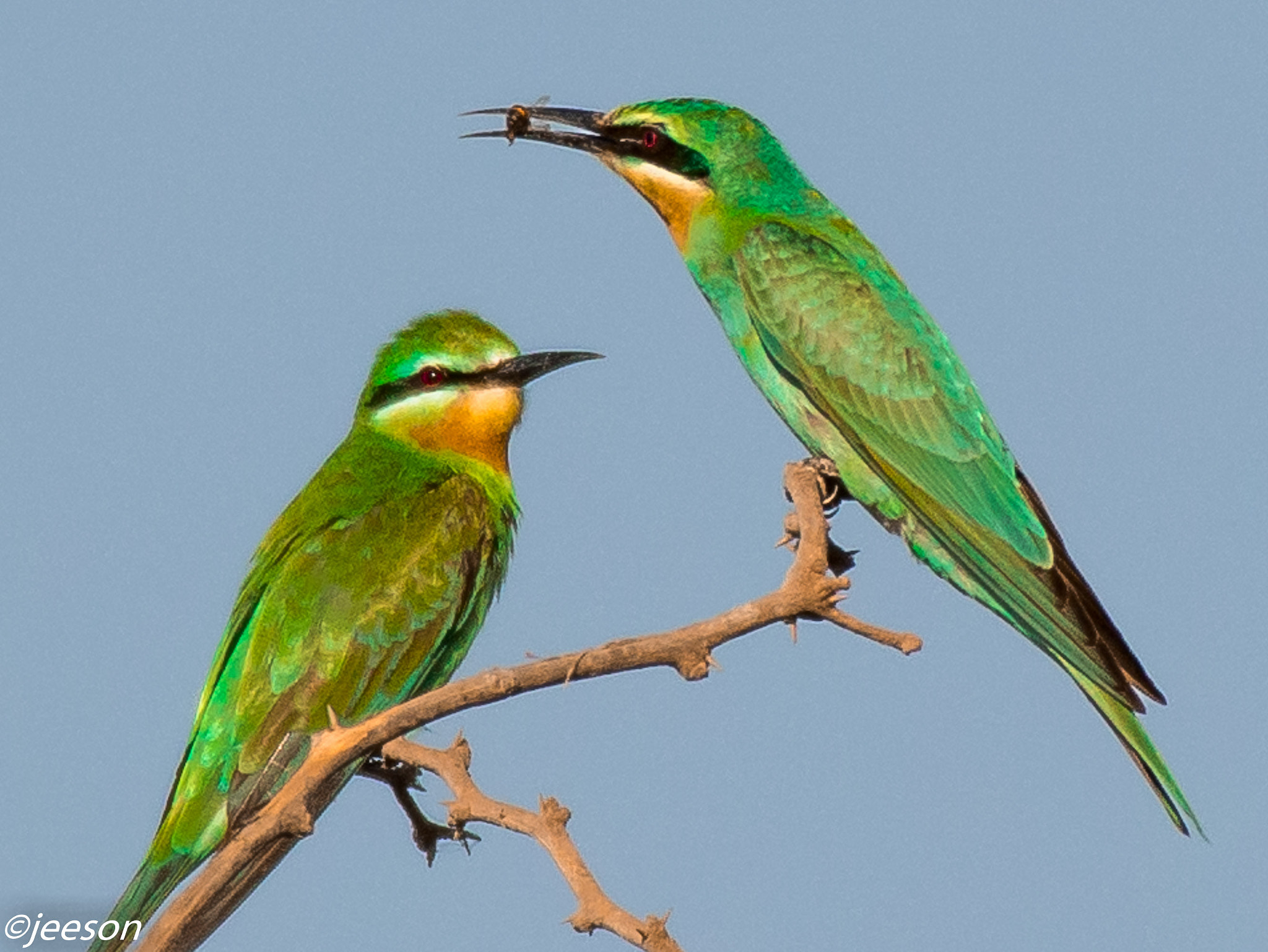 Nikon AF-S Nikkor 200-500mm F5.6E ED VR sample photo. Dsc photography