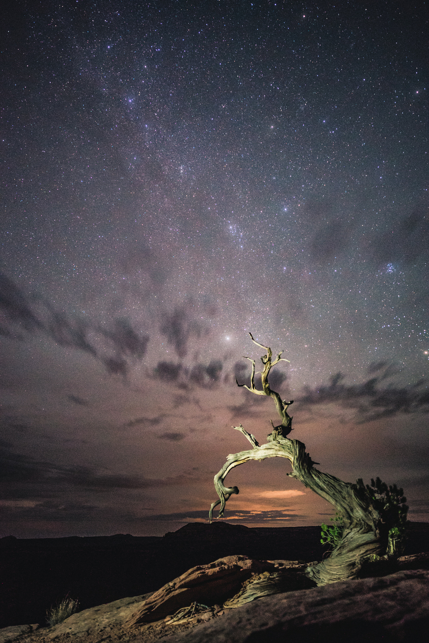 Sony a7S II sample photo. Tree under starry night photography